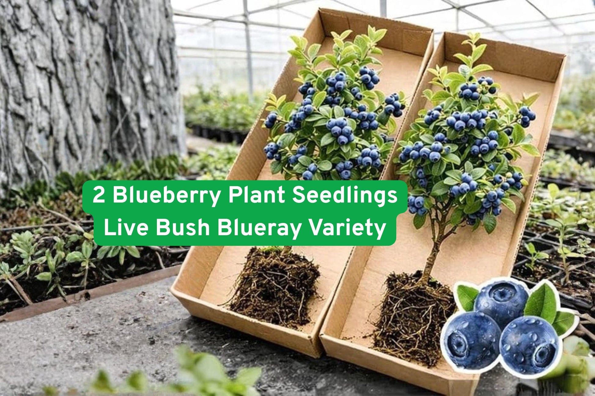 Blueberry Plant Seedlings - 2 Live Bushes Blueray Variety - Edible Fruit Shrubs - Vaccinium corymbosum - Perfect for Home Gardens