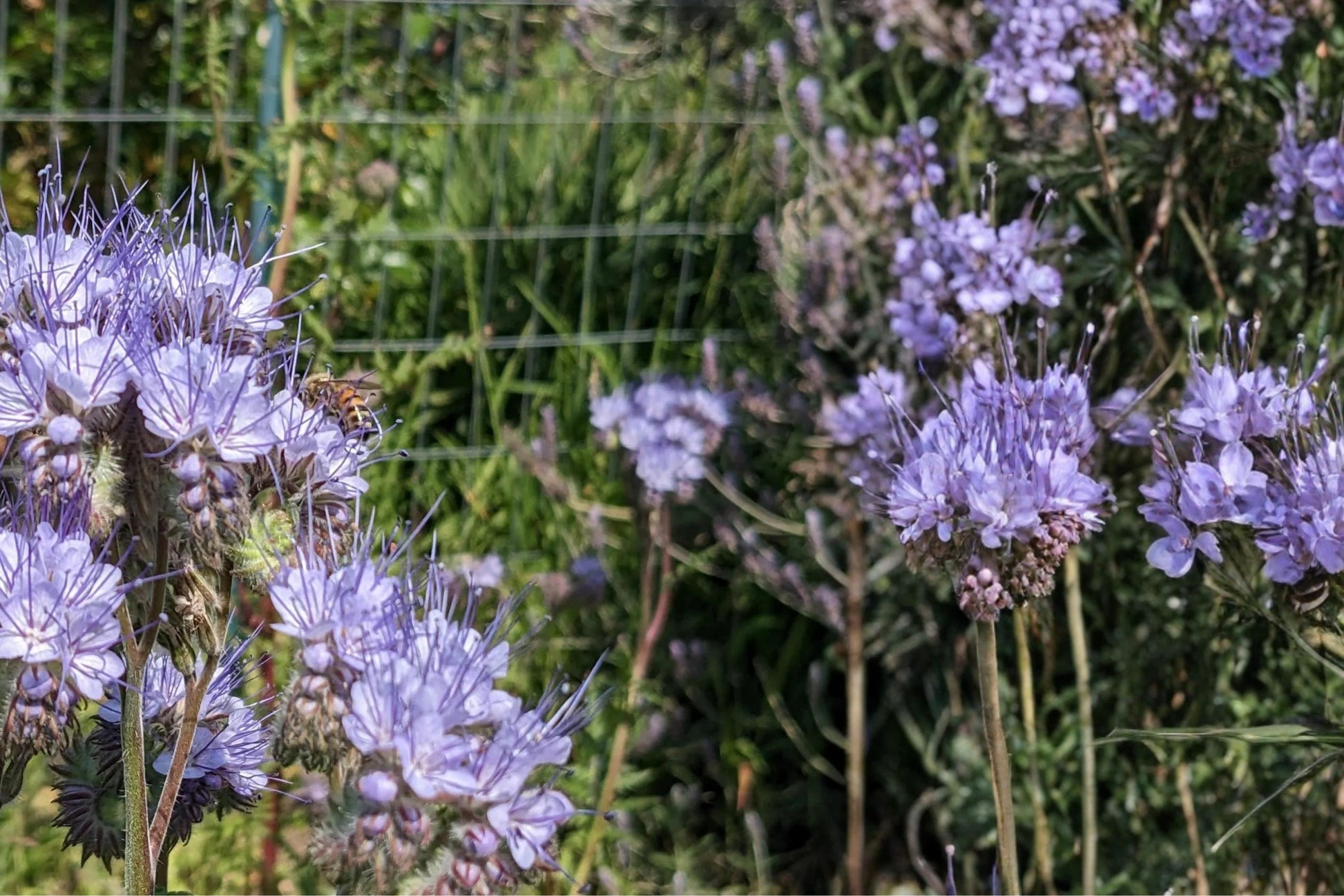 Lacy Phacelia Seeds - 100 Count Lavender-Blue Annual Wildflower - Phacelia tanacetifolia - Pollinator-Friendly Garden Plant