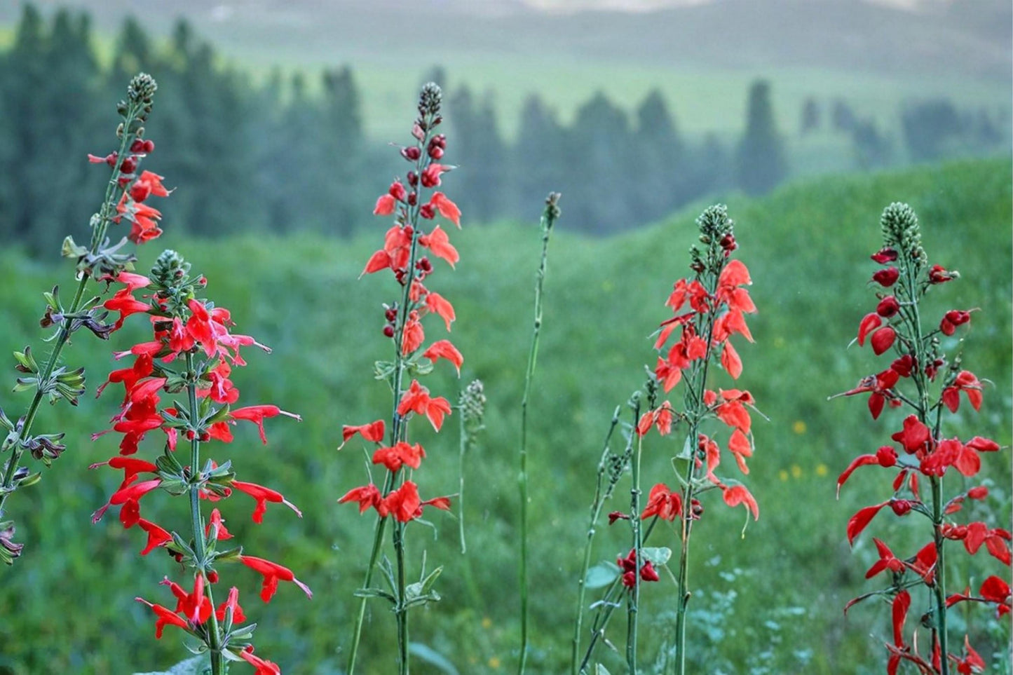 Scarlet Sage Seeds – 50 Red Flower Seeds, Salvia coccinea, Annual to Short-lived Perennial for Pollinator Gardens, Easy to Grow