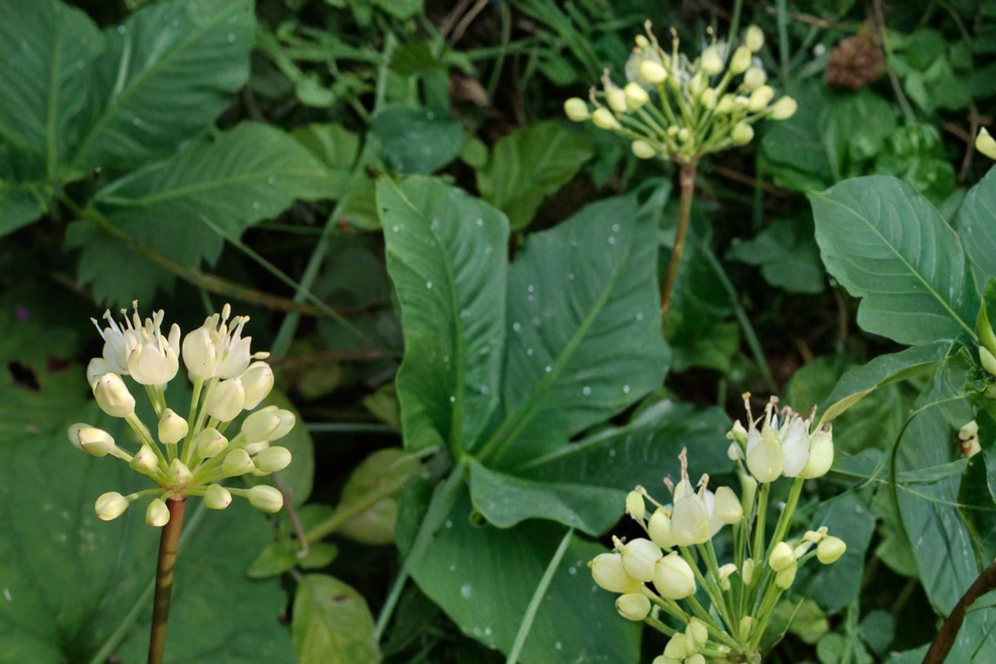Wild Leek Seeds 10 Pack - Allium tricoccum - Perennial Woodland Edible Plant - Shade Tolerant Herb for Natural Landscapes