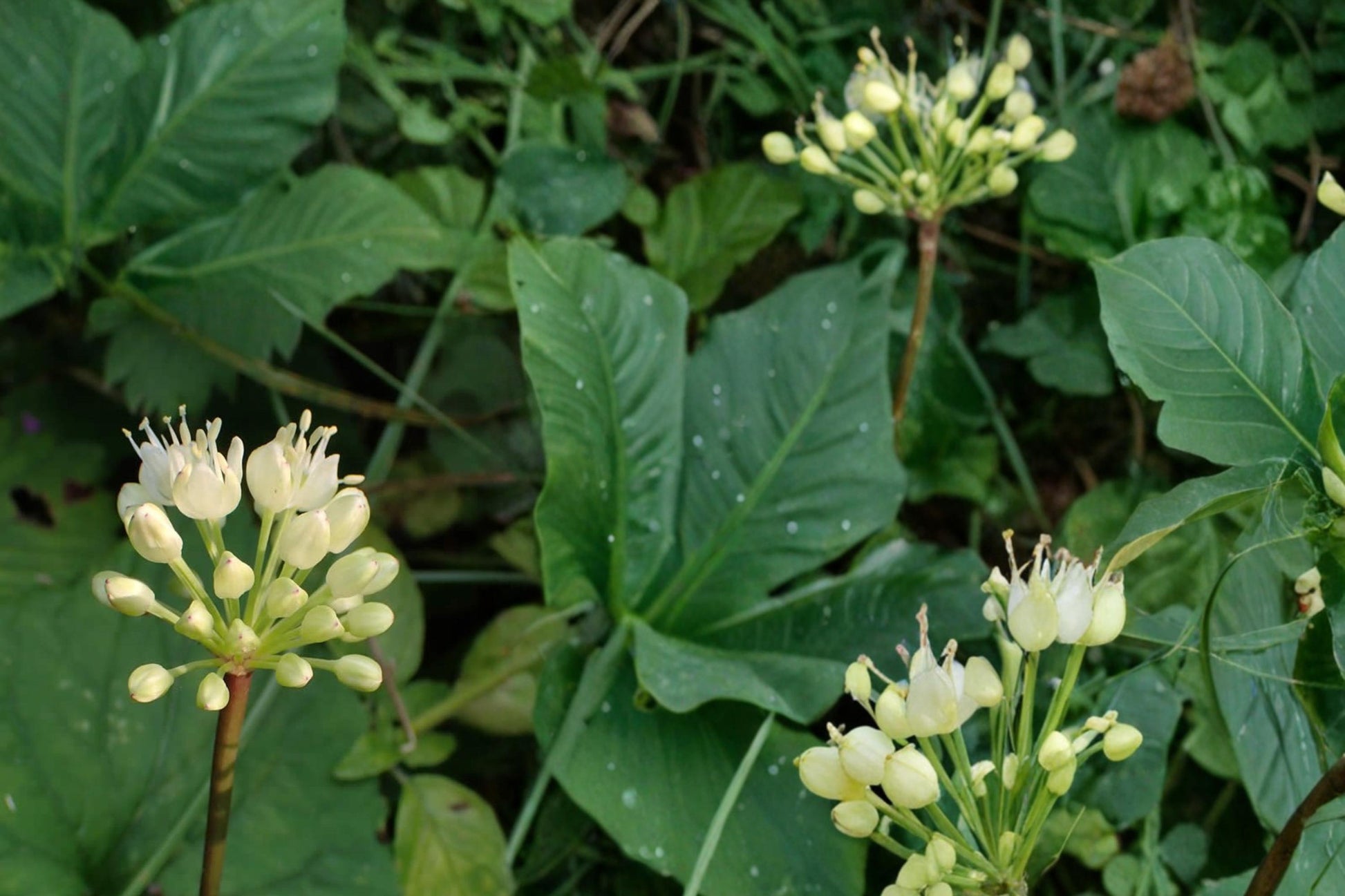 Wild Leek Seeds 10 Pack - Allium tricoccum - Perennial Woodland Edible Plant - Shade Tolerant Herb for Natural Landscapes