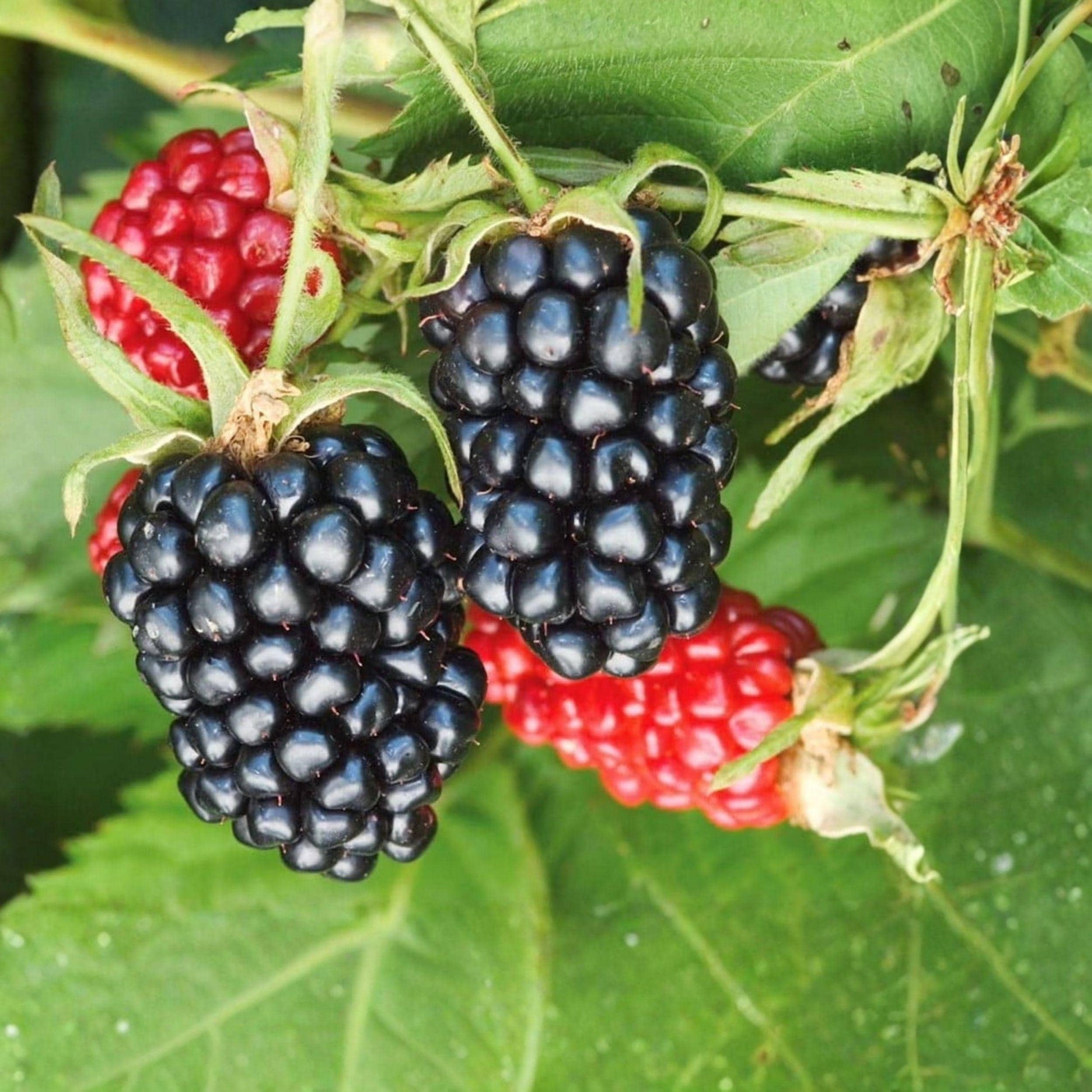 Arapaho Thornless Blackberry Starter Plant 6-10 Inches - Rubus fruticosus Hybrid, Ideal for Home Gardens, Easy to Grow