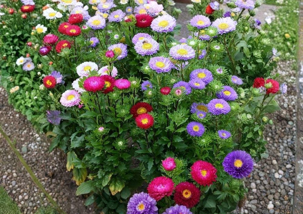 Powder Puff Aster Seeds - 250+ Rainbow Mix Chrysanthemum Style Flower Seeds, Non-GMO Colorful Annual Blooms for Garden Planting