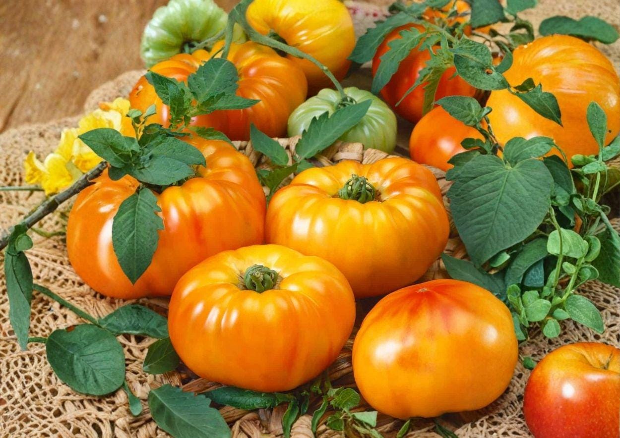 30+ Chefs Choice Orange Tomato Seeds - Heirloom Vegetable Seeds for Garden Planting - Bright Orange Slicer Tomato (Solanum lycopersicum)
