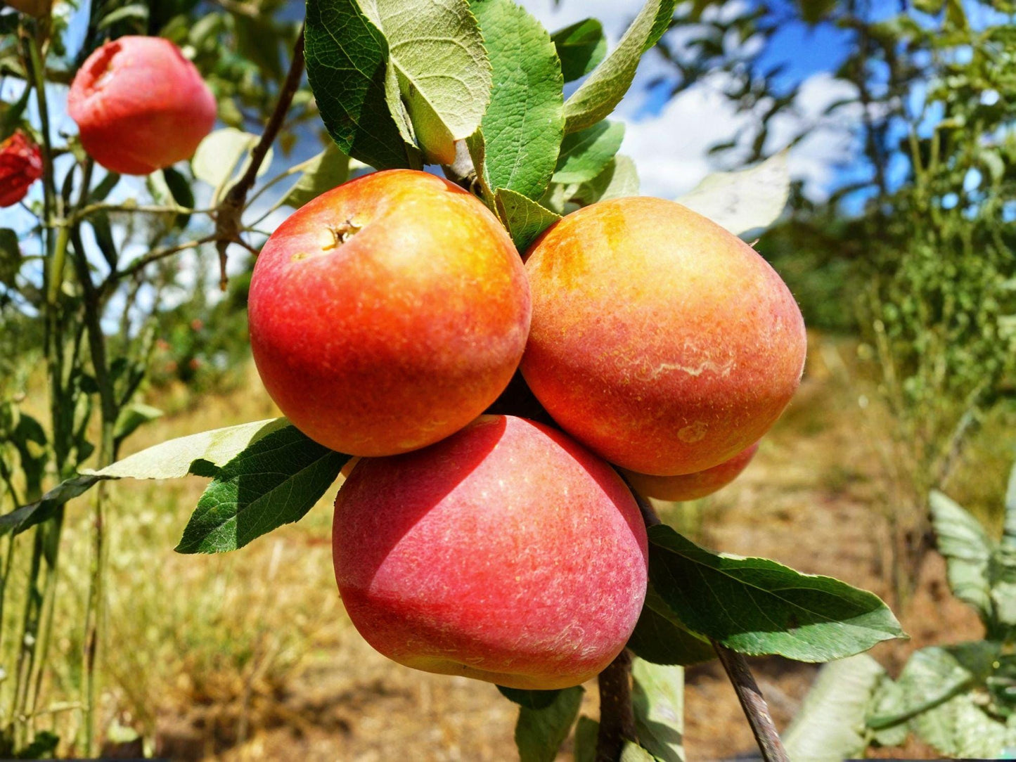 Fuji Apple Tree - 2 ft Malus domestica - Crisp Fruit, Spring Blossoms, Deciduous Fruit Tree for Backyard Orchard