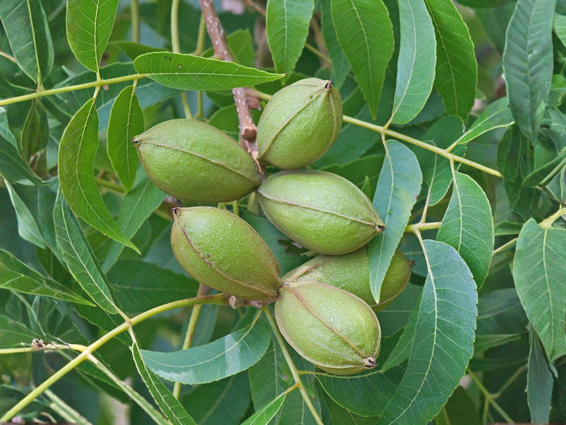 Stewart Pecan Nut Tree Saplings - Live Carya illinoinensis - 1-2 ft Tall - Ideal for Orchard Planting and Food Forests