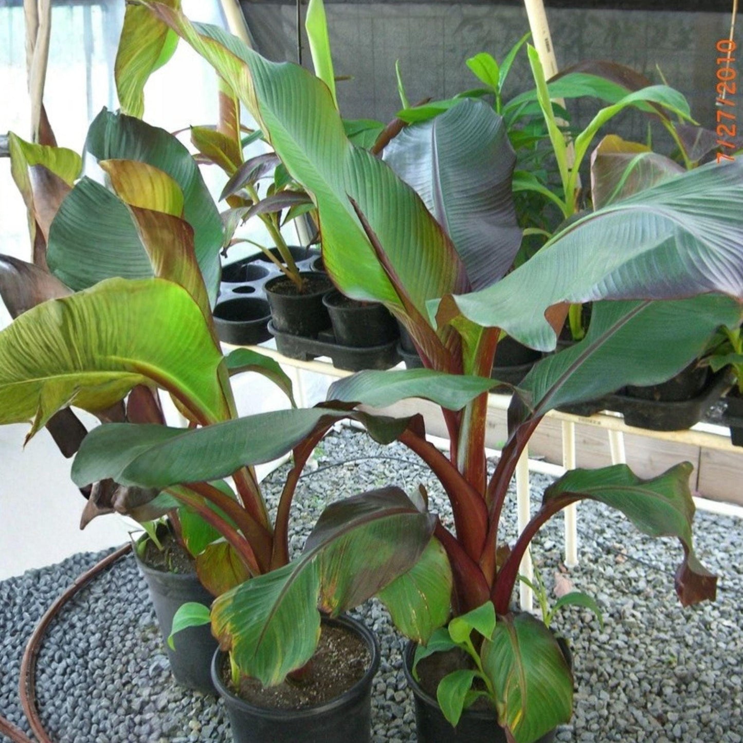 Red Abyssinian Banana Starter Plant 4-6 Inches Ensete maurelii Tropical Garden Live Plant for Patio