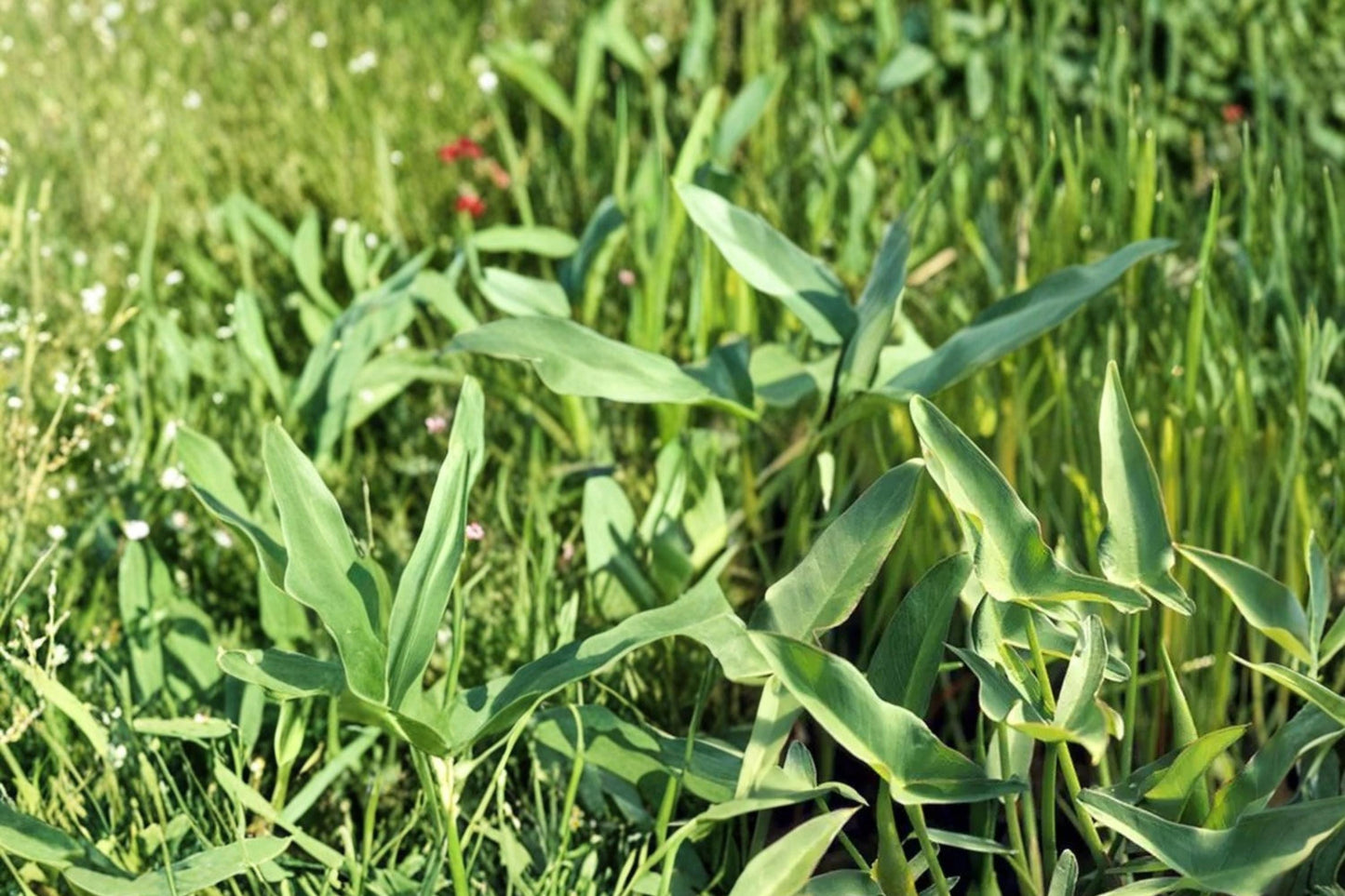 Arrow Arum Seeds - 5 Seeds Peltandra virginica - Perennial Aquatic Plant for Ponds, Wetlands, and Water Gardens