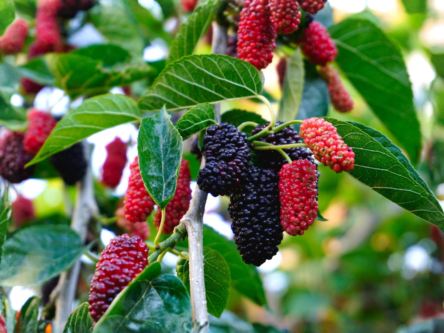 Red Mulberry Trees 2 Saplings 12-18 Inch Morus rubra Native Fruit for Wildlife Edible Landscapes