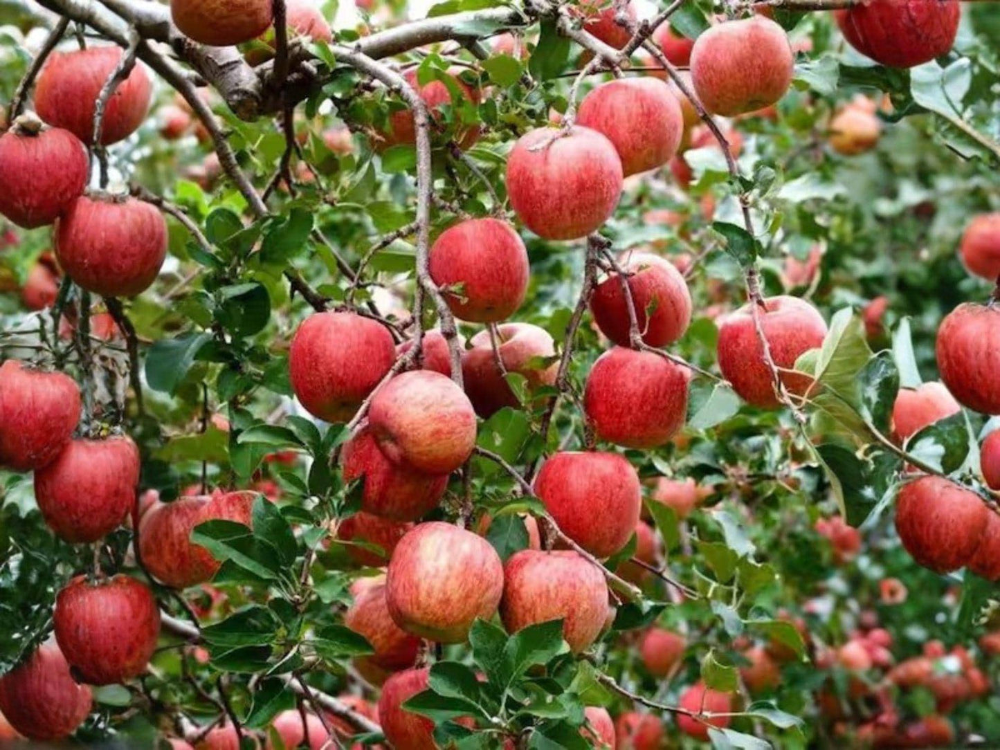 Gala Apple Tree - 2 Ft Semi-Dwarf Bareroot - Sweet Red-Striped Apples - Malus domestica - Ideal for Home Gardens & Orchards