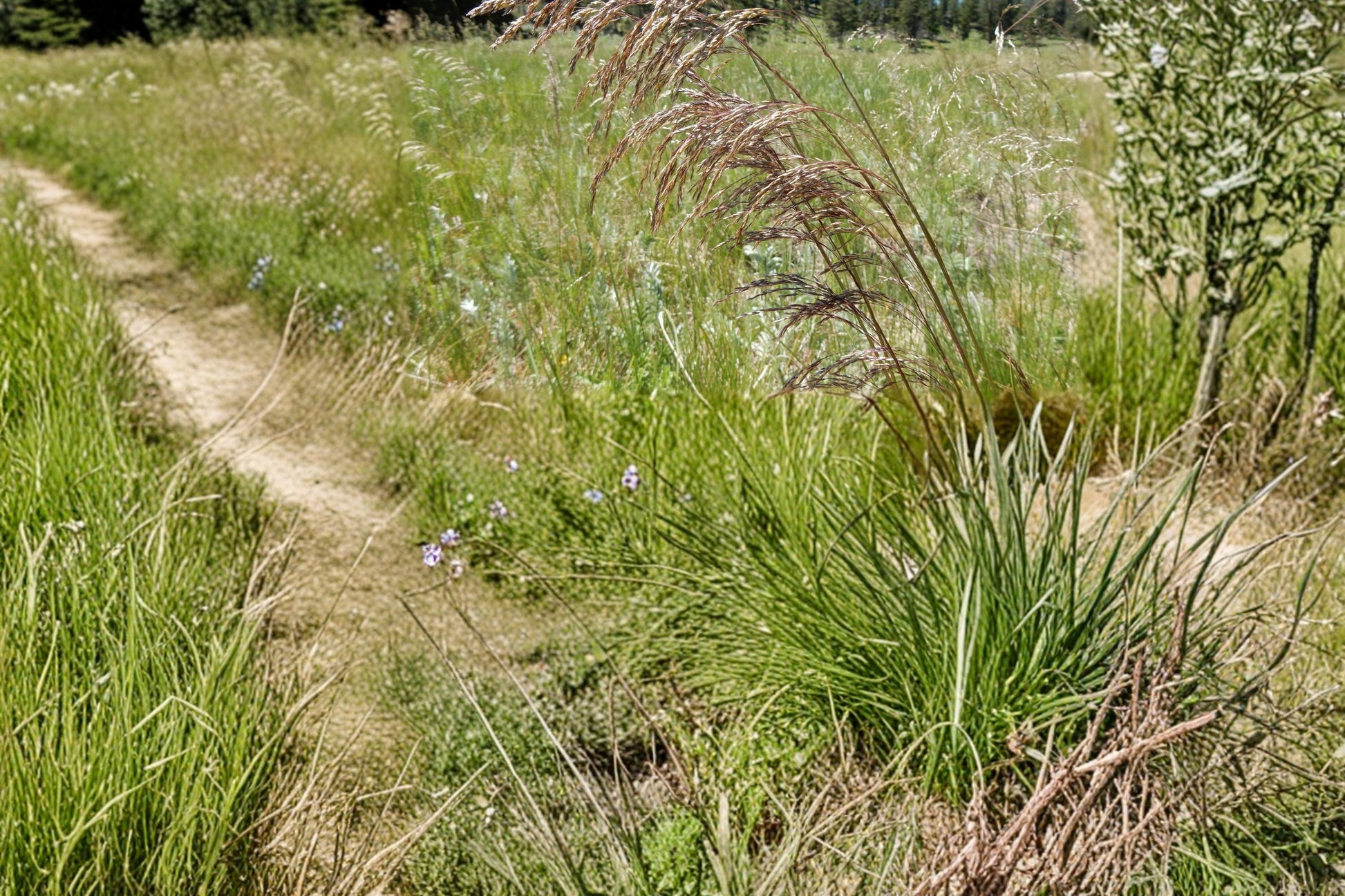 Tufted Hairgrass Seeds 100 Count - Deschampsia cespitosa - Cool-Season Perennial Grass for Meadows & Landscapes