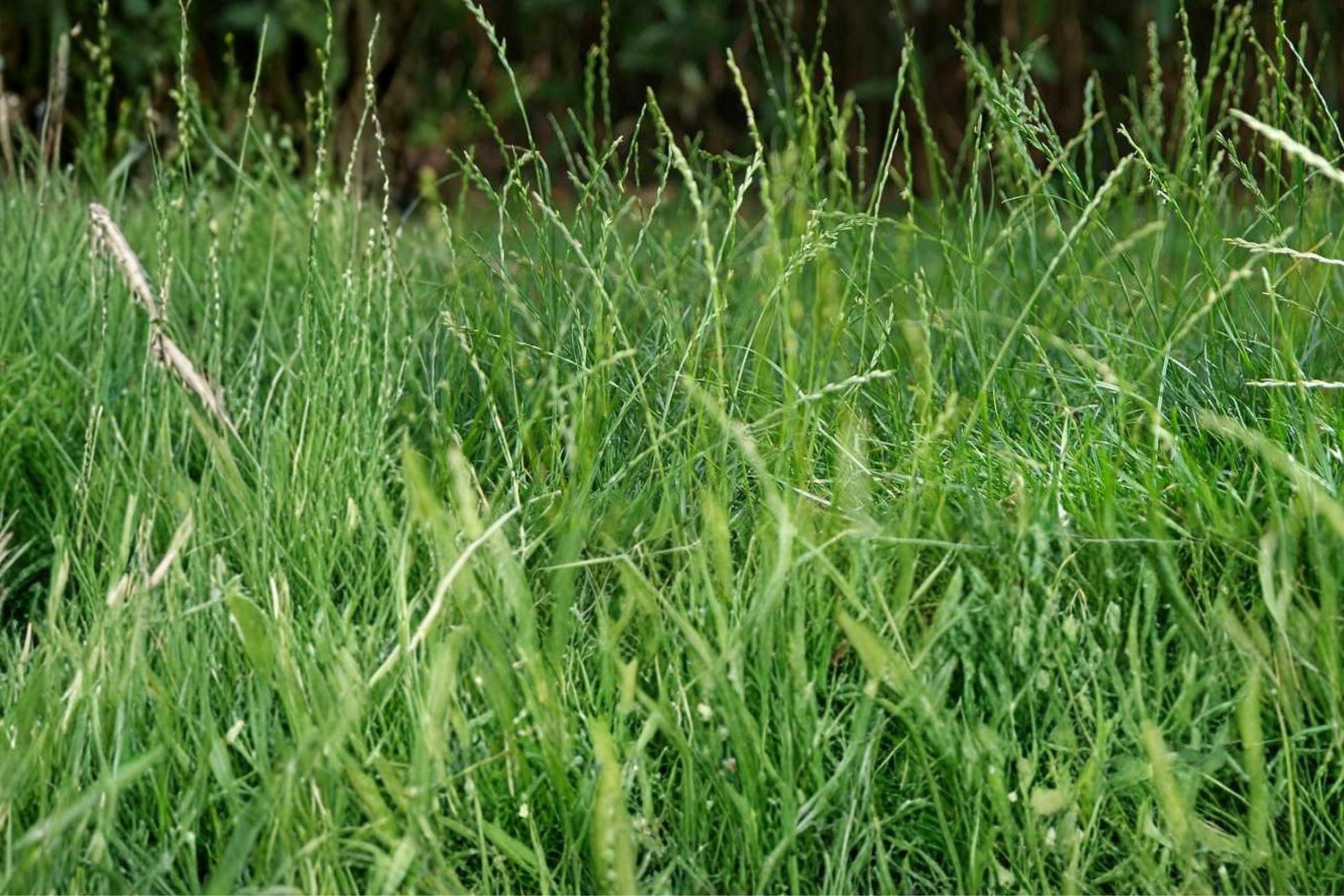 Perennial Ryegrass Seeds - 100 Seeds - Lolium perenne - Fast-Growing Cool-Season Lawn & Turf Grass for Sun & Shade