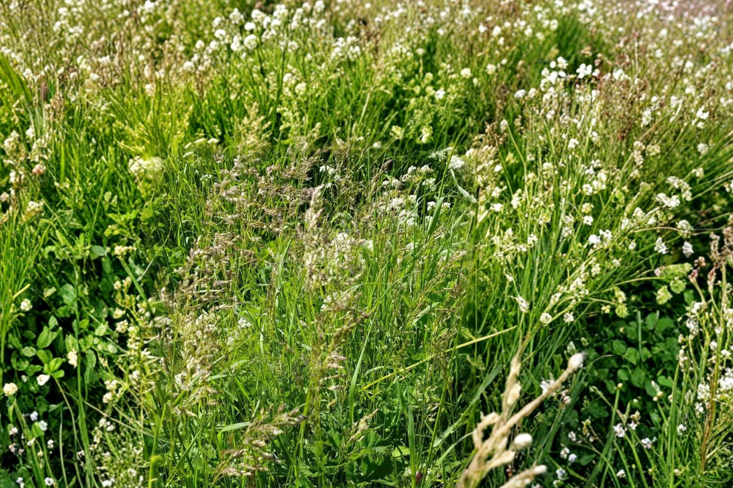 Kentucky Bluegrass Seeds 100 Count - Poa pratensis - Cool-Season Perennial Lawn Grass for Dense Turf & Landscape Coverage