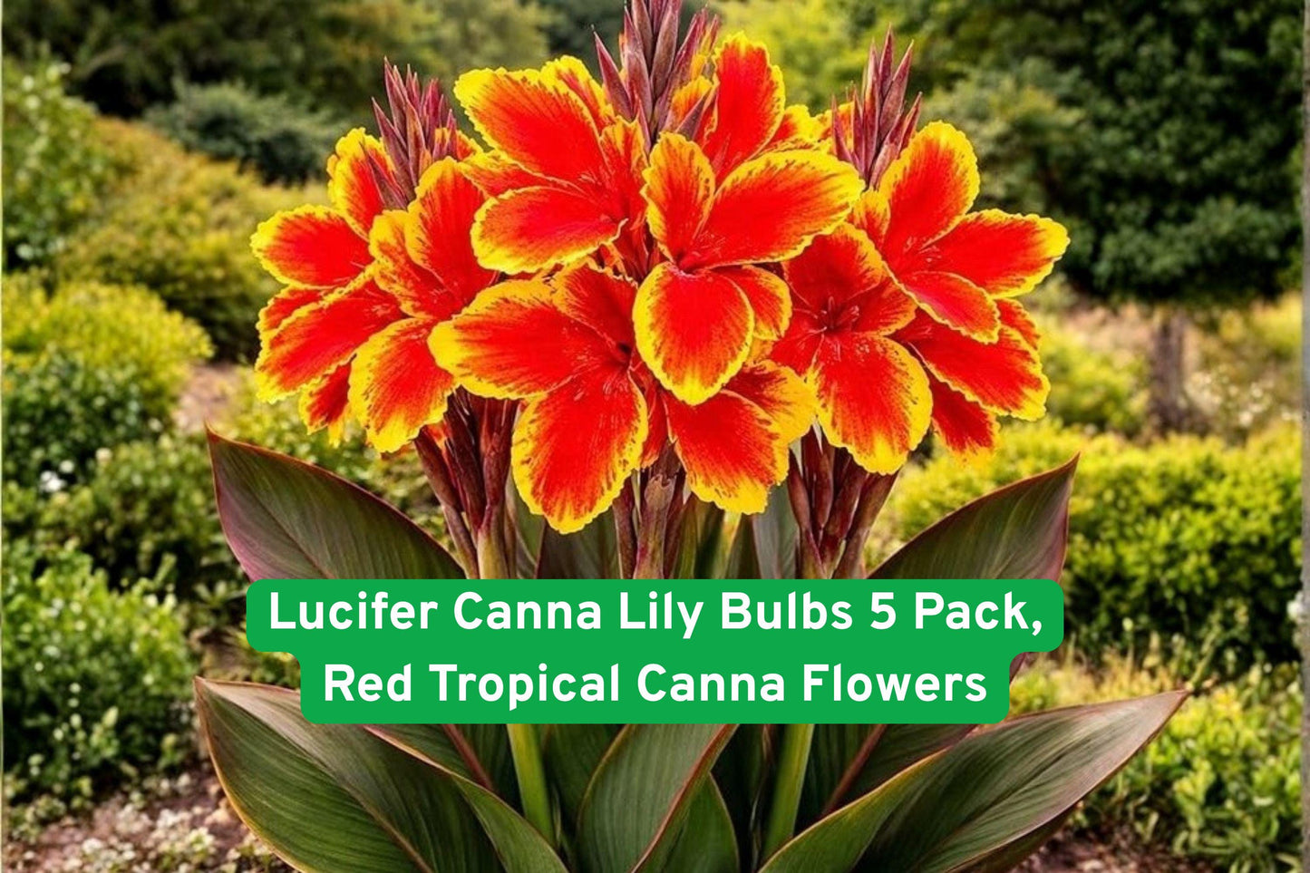 Lucifer Canna Lily Bulbs 5 Pack - Bright Red Tropical Flowers, Canna indica (Lucifer Variety) for Garden Beds & Containers