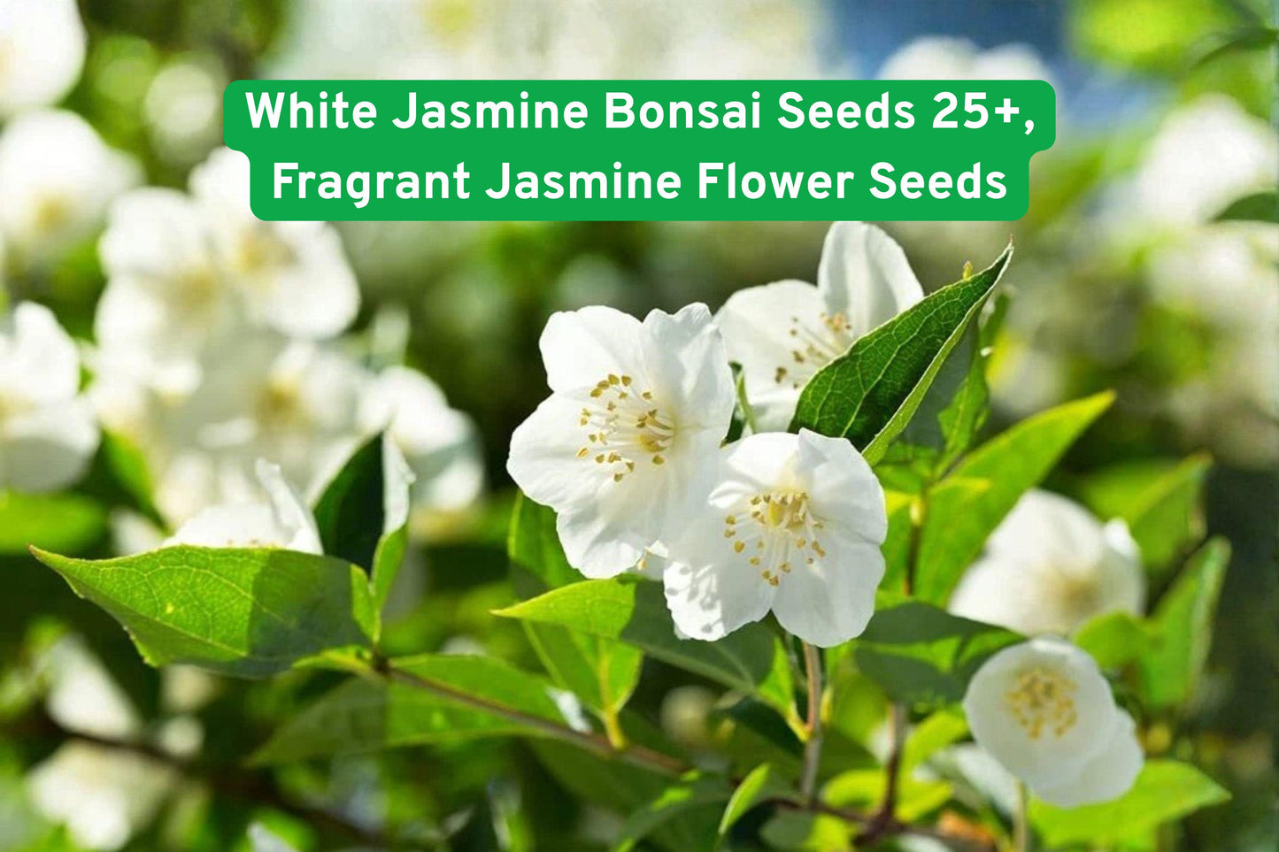 White Jasmine Seeds 25+ Count | Fragrant Bonsai Flower | Jasminum spp. | Easy Grow for Beginners | Indoor & Outdoor Plant