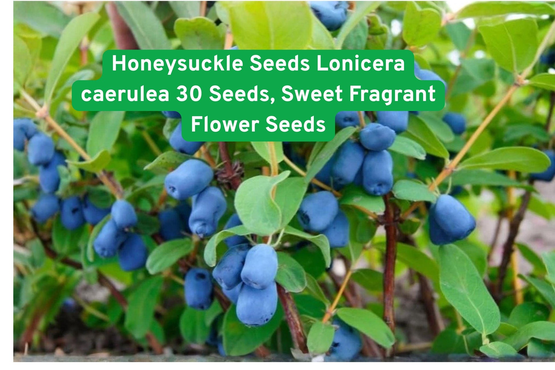 Honeysuckle Seeds - 30 Sweet Fragrant Flower Seeds - Lonicera caerulea - Easy to Grow, Attracts Pollinators, Garden Essential