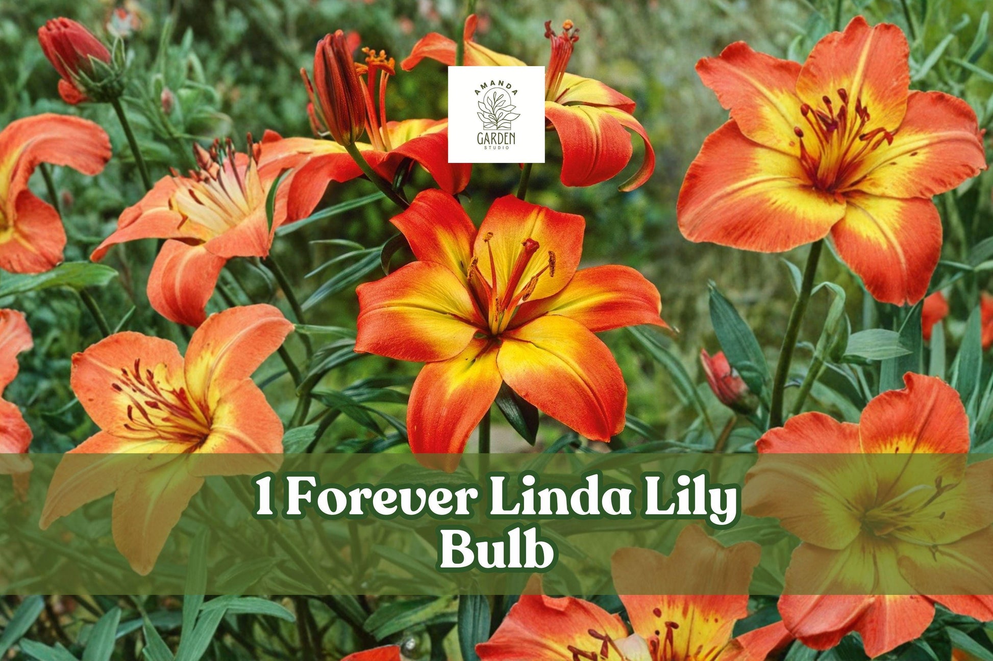 Forever Linda Lily Bulb - 1 Red Yellow Asiatic Flower Bulb (Lilium asiatic) for Garden Beds, Borders & Containers