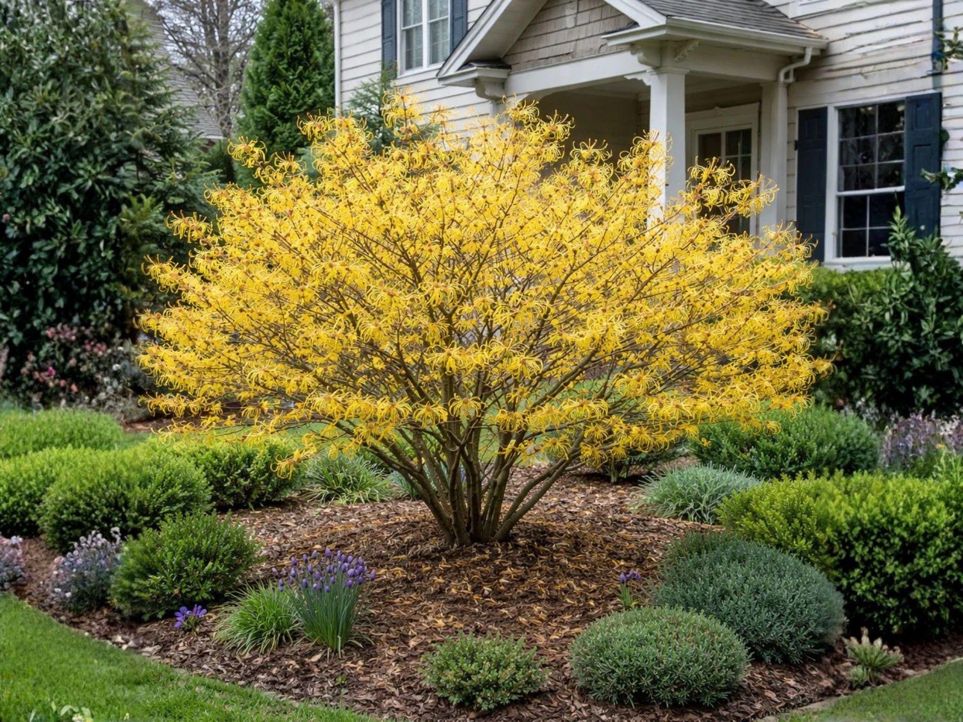 Live Witch Hazel Shrub - 2 Pack - Fragrant Yellow Flowers - Hamamelis virginiana - Native Pollinator Plant for Woodland Gardens