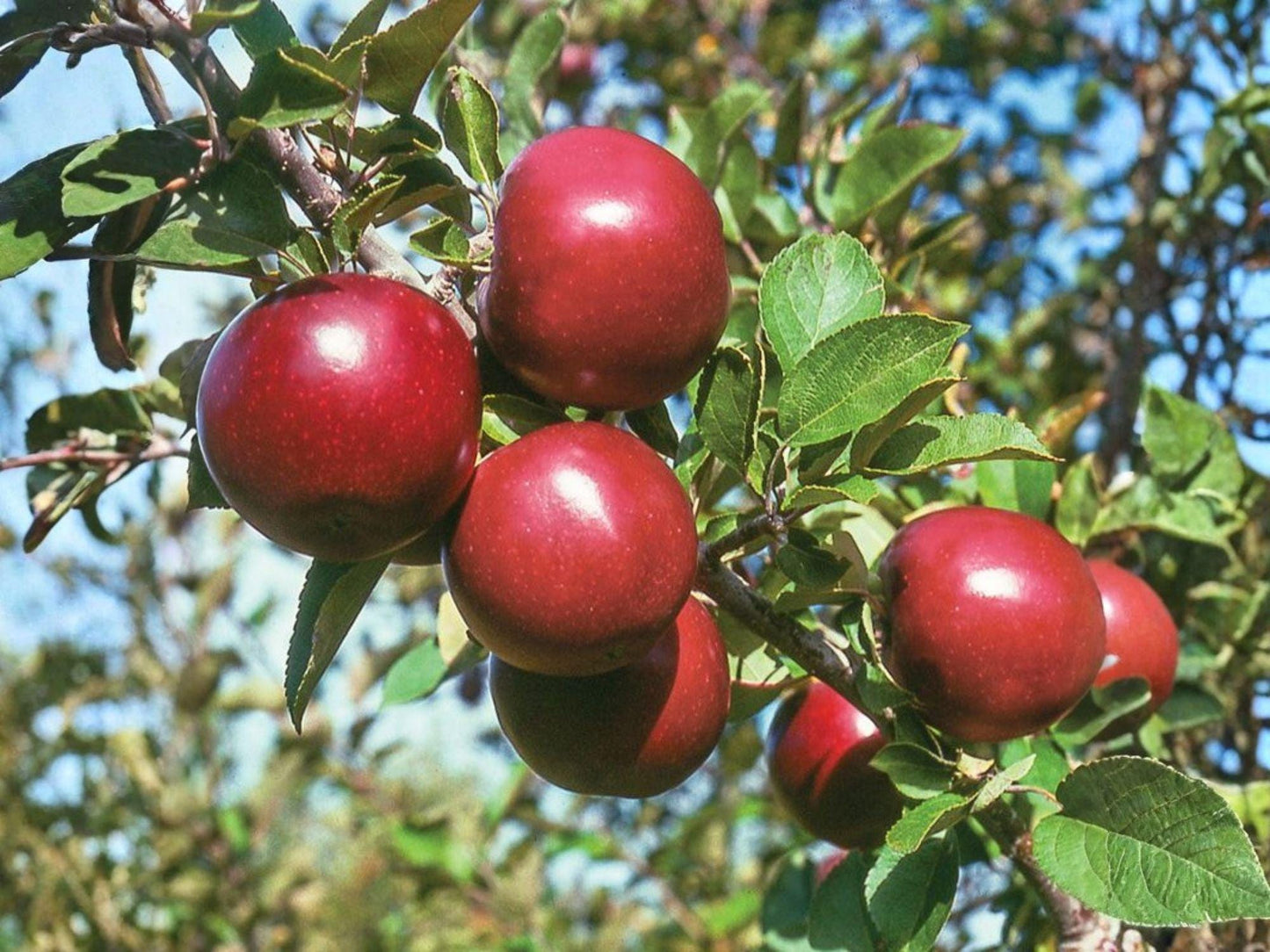 Arkansas Black Apple Tree 2 ft Heirloom Semi-Dwarf Fruit Plant Malus domestica - Edible Landscape, Dark Red Apples