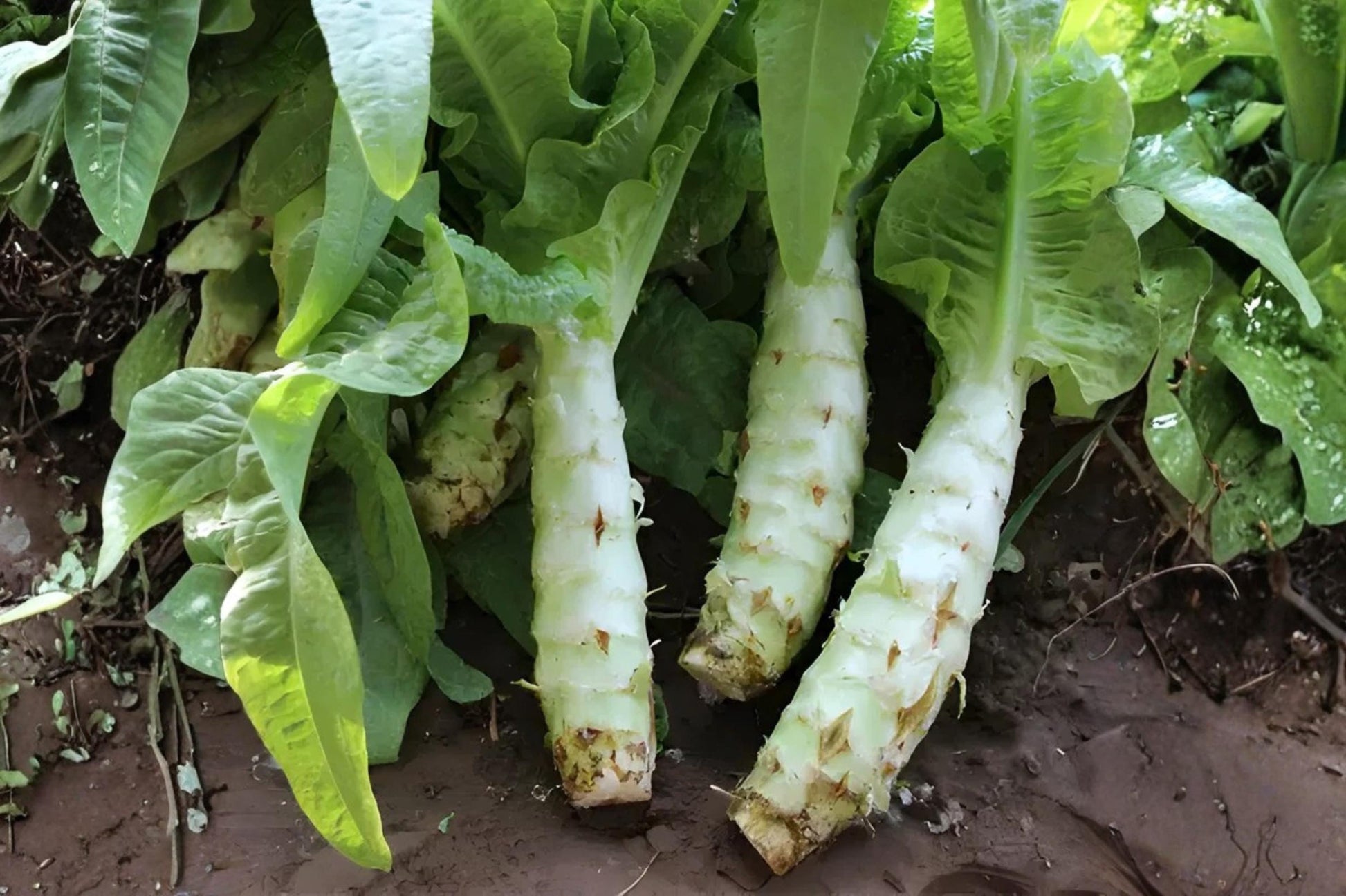 Celtuce Seeds (200) - Asparagus Lettuce, Lactuca sativa var. angustana, Fast-Growing Asian Green for Salads & Stir-Fries