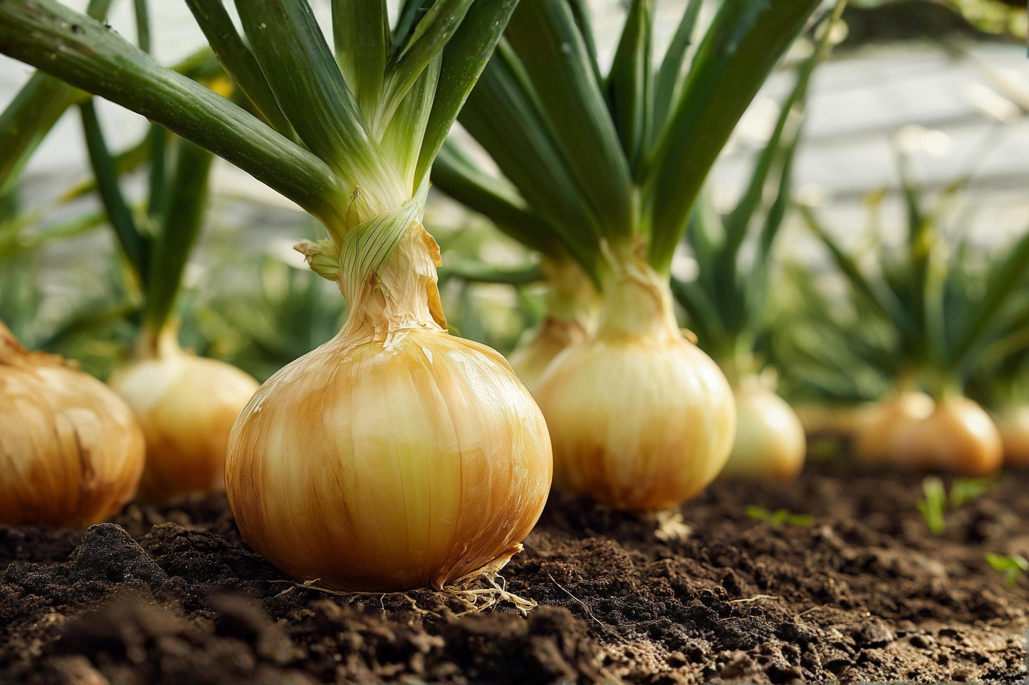 Walla Walla Onion Seeds - Large Sweet Heirloom, Mild Flavor (50 Seeds) - Allium cepa for Fresh Eating & Cooking