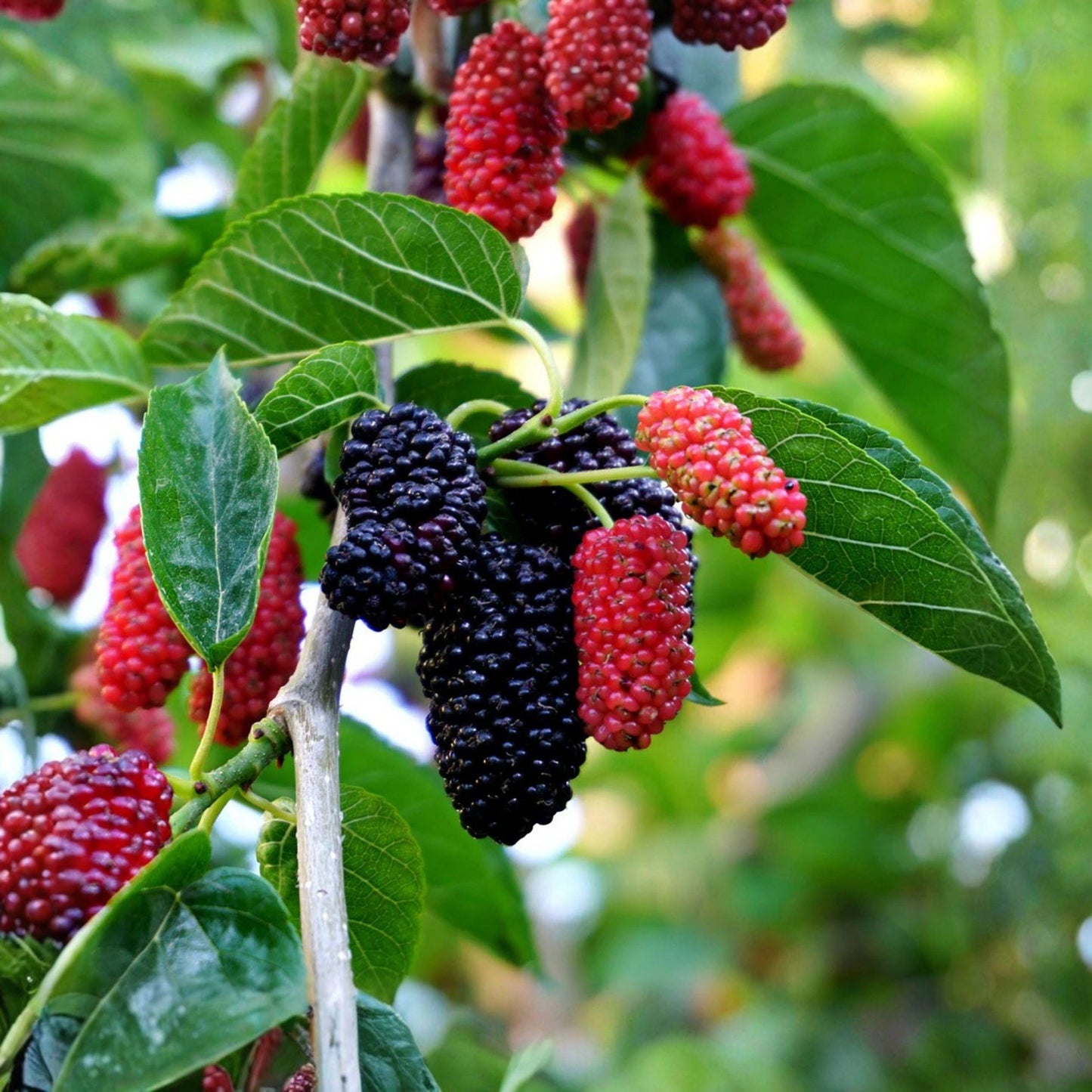 Dwarf Everbearing Mulberry Fruit Tree Starter - 3–15 Inch Live Plant - Morus nigra - Edible Dark Purple Berries for Garden or Container