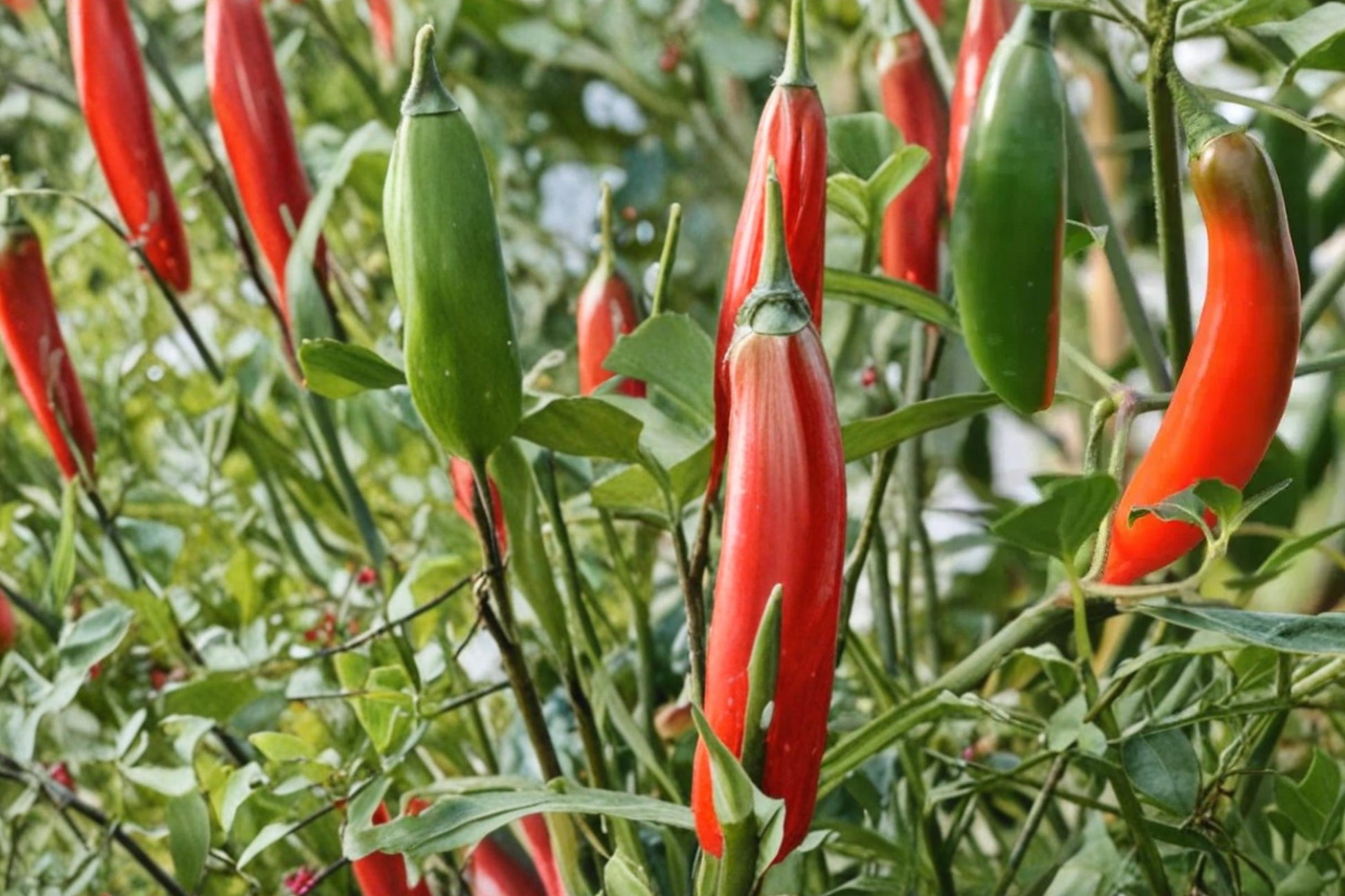 Serrano Pepper Seeds - 25 Count - Capsicum annuum 'Tampiqueño' - Hot Chili Pepper for Salsa & Cooking - Green to Red