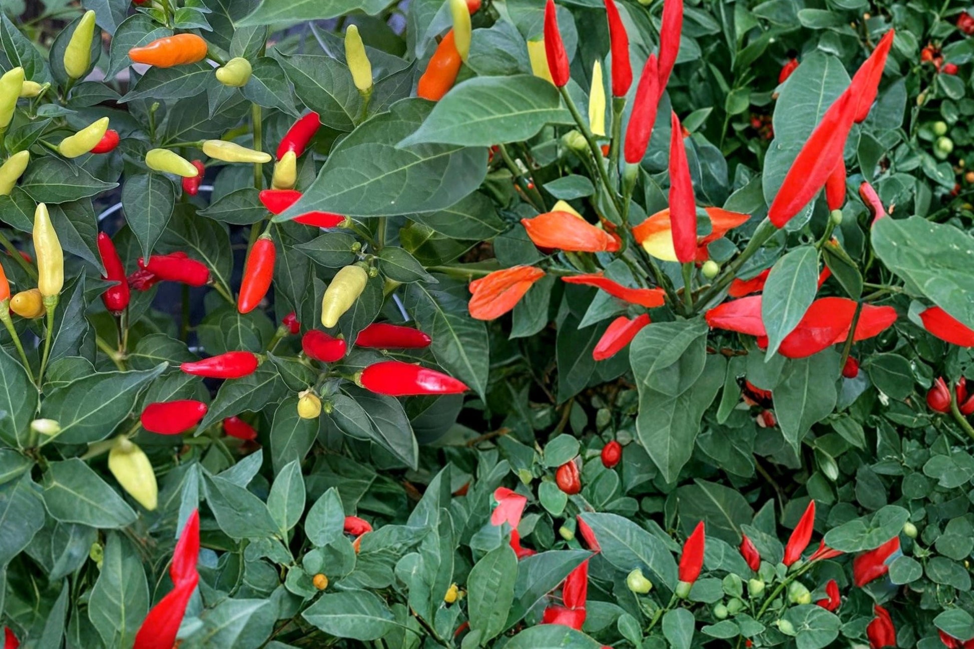 Tabasco Pepper Seeds - 25 Count - Capsicum frutescens - Hot Culinary Pepper for Sauces - Spicy Green to Red Fruits