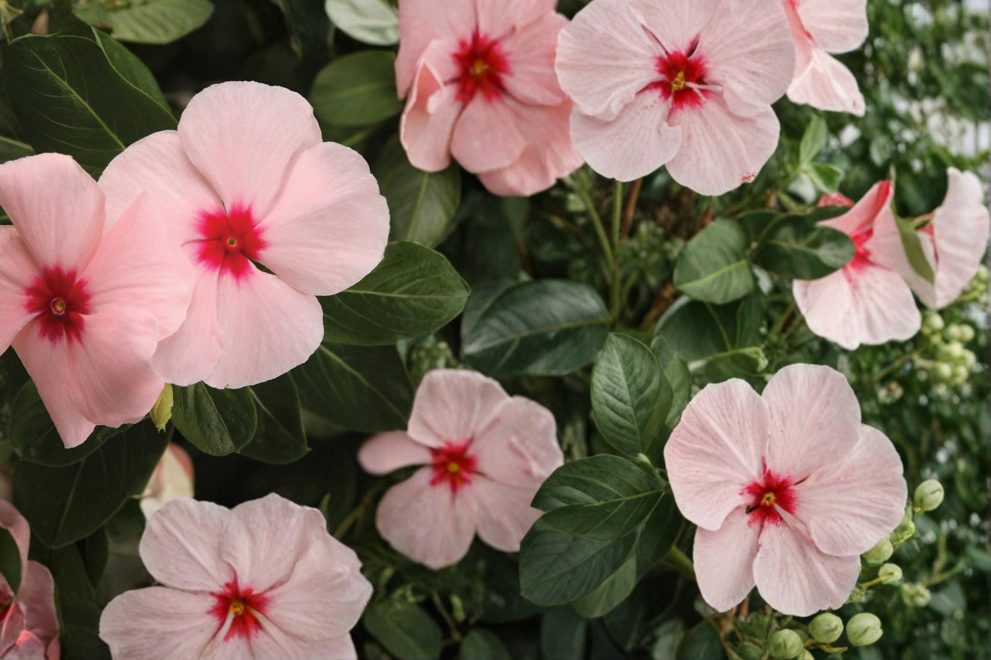 Apricot Vinca Seeds 10 Pelleted - Catharanthus roseus ‘Pacifica XP’ - Heat Tolerant Annual Flower for Gardens & Containers
