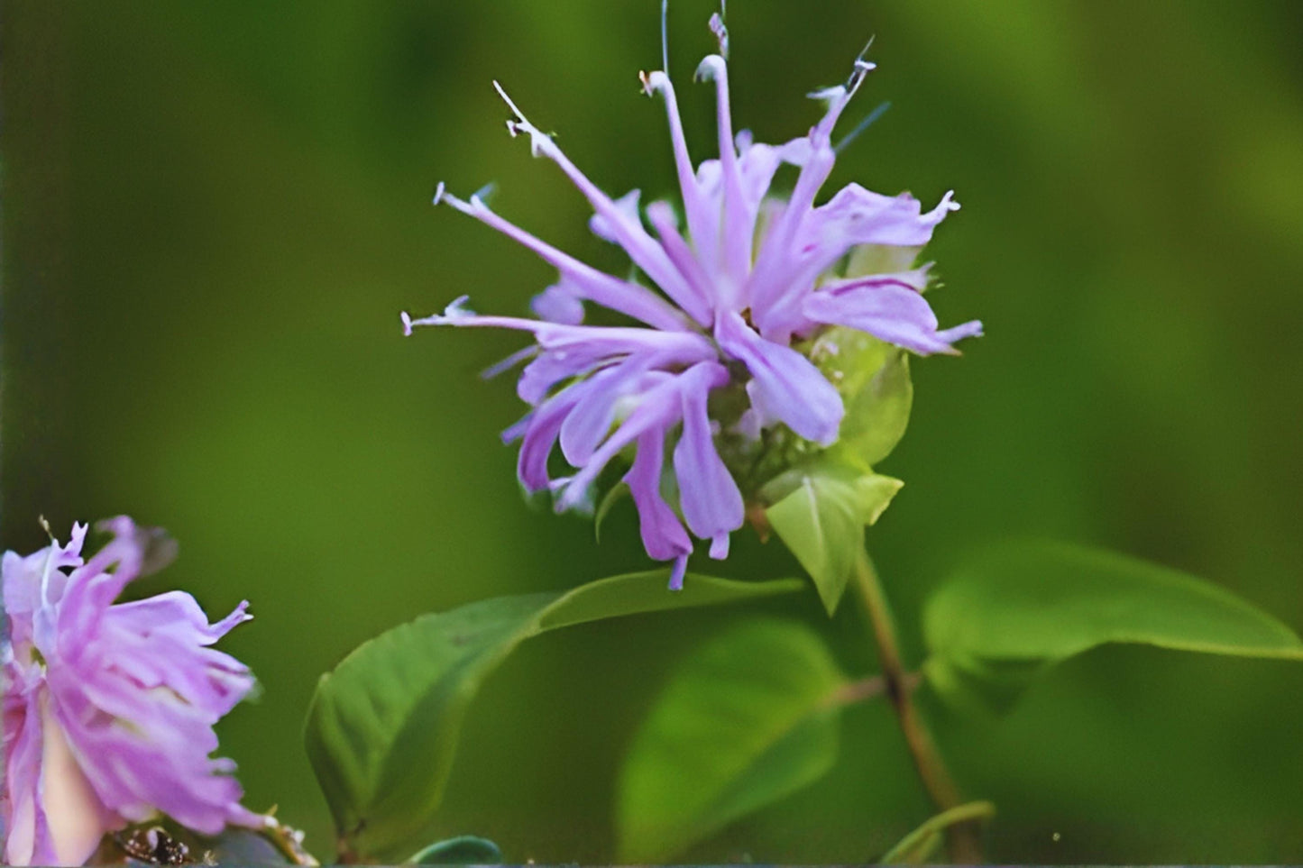 Purple Bergamot Seeds (100) | Bee Balm | Monarda media | Attracts Pollinators, Easy to Grow Wildflower Seeds
