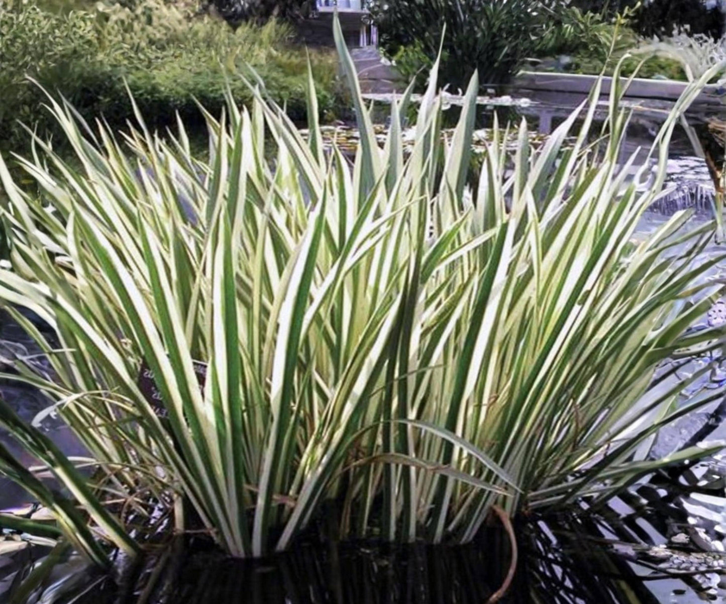 Variegated Sweet Flag Plant - Live Aquatic Marginal Green White Foliage - Acorus calamus ‘Variegatus’ - 2" Pot