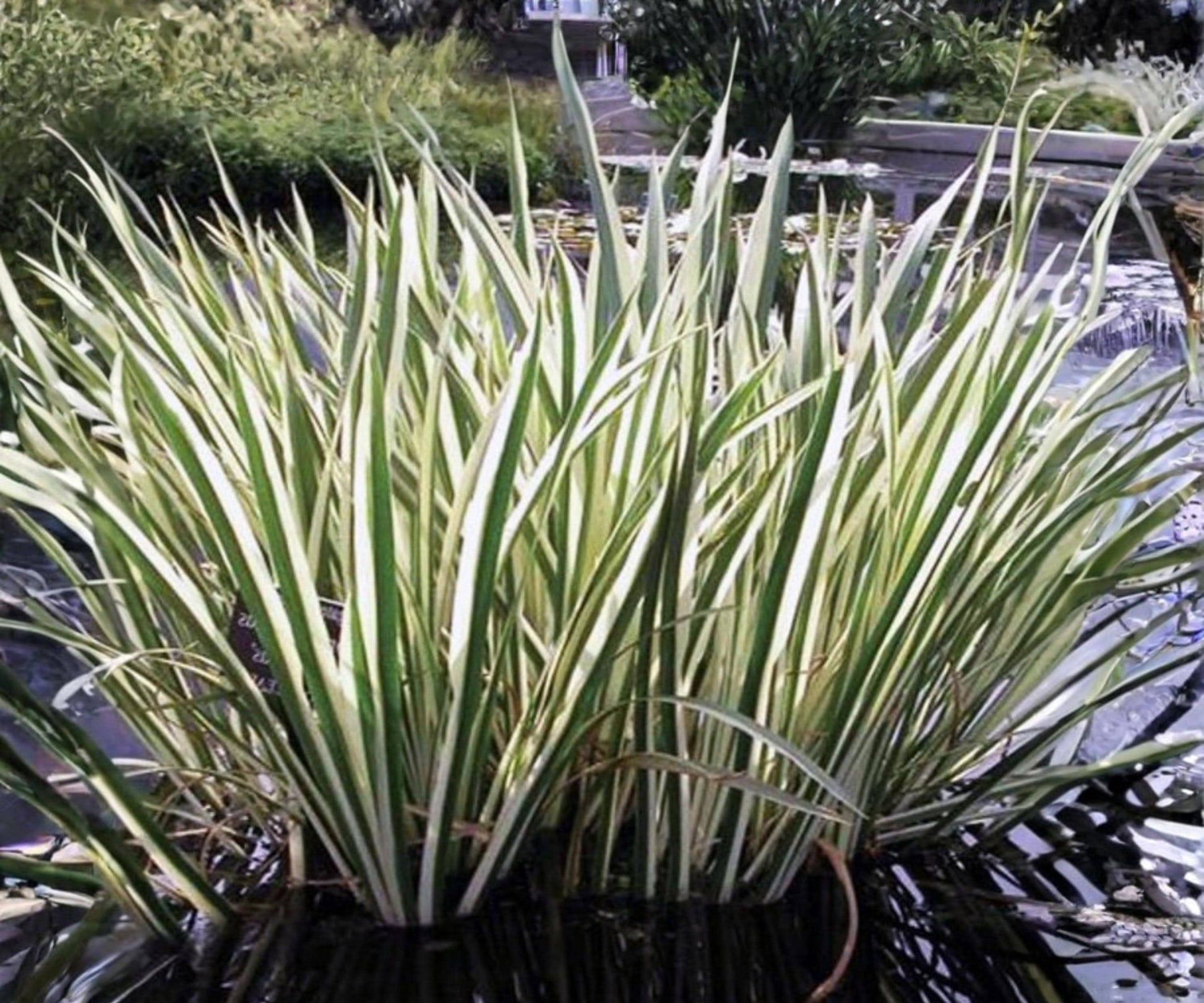 Variegated Sweet Flag Plant - Live Aquatic Marginal Green White Foliage - Acorus calamus ‘Variegatus’ - 2" Pot