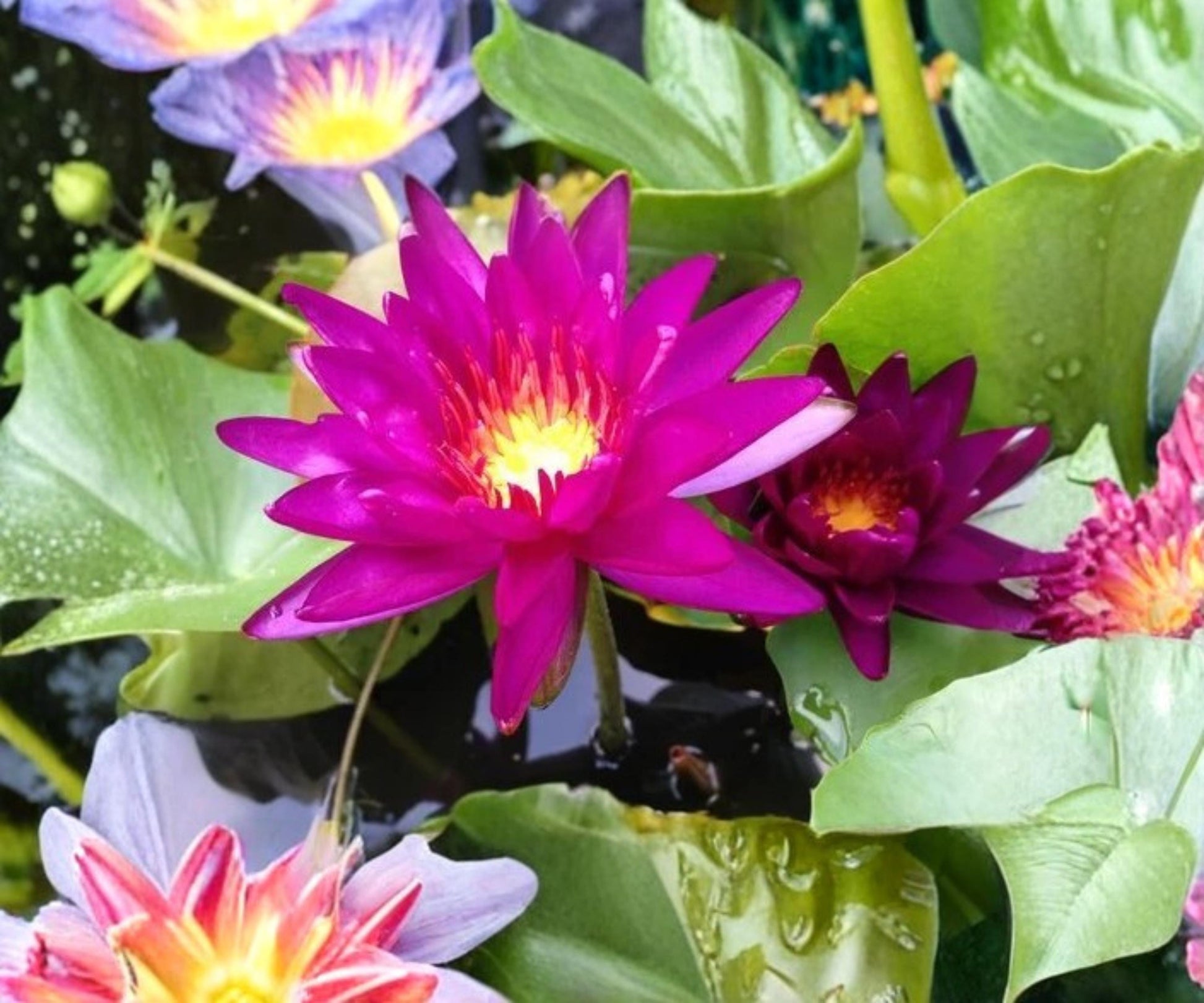 Purple Fantasy Water Lily Live Plant - Hardy Nymphaea 'Purple Fantasy' - Medium Deep Purple Aquatic Flower for Ponds