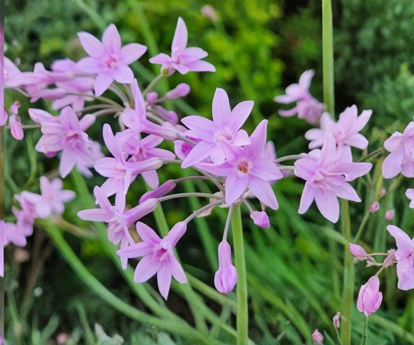 Live Pond Plant - 2" Society Garlic - Pink Flowering Marginal Plant - Tulbaghia violacea - Tropical Aquatic Garden Plant