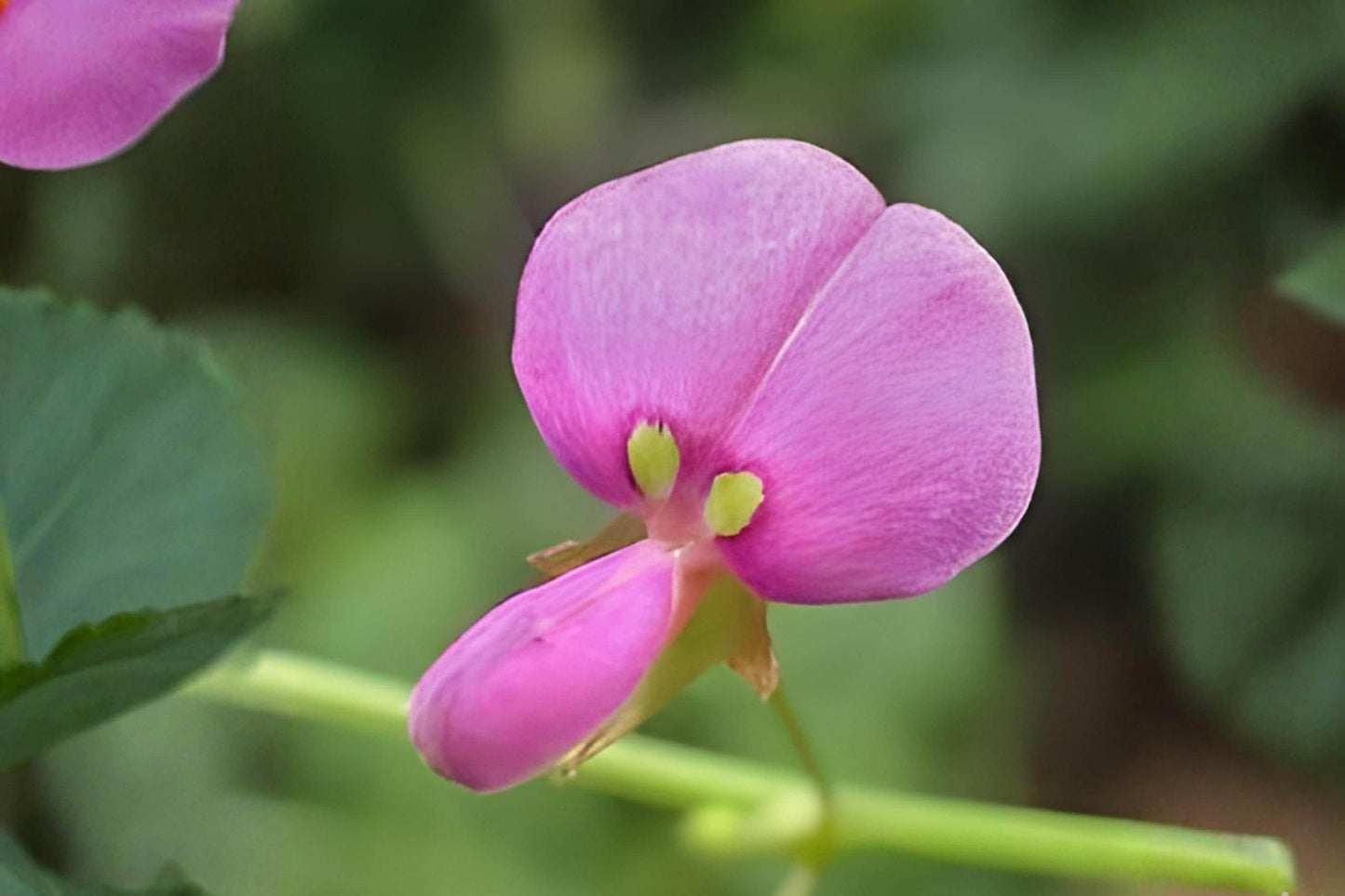 Ticktrefoil Seeds (40) | Panicledleaf Wildflower | Pink to Purple Blooms | Desmodium paniculatum | Drought Tolerant, Pollinator Friendly