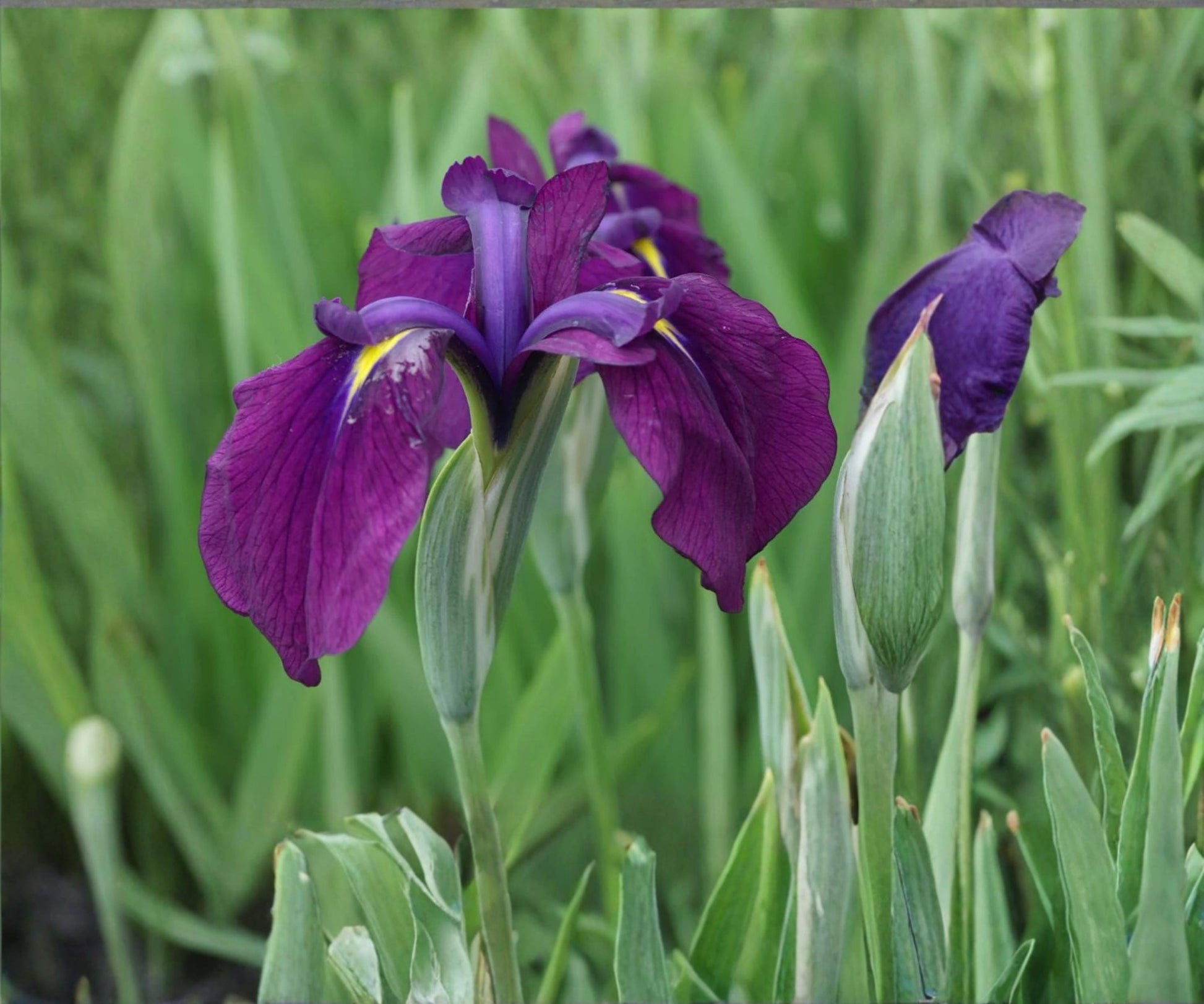 Variegated Japanese Iris - 2" Live Pond Plant - Purple Blooms - Iris kaempferi Variegata - Hardy Aquatic Marginal Plant