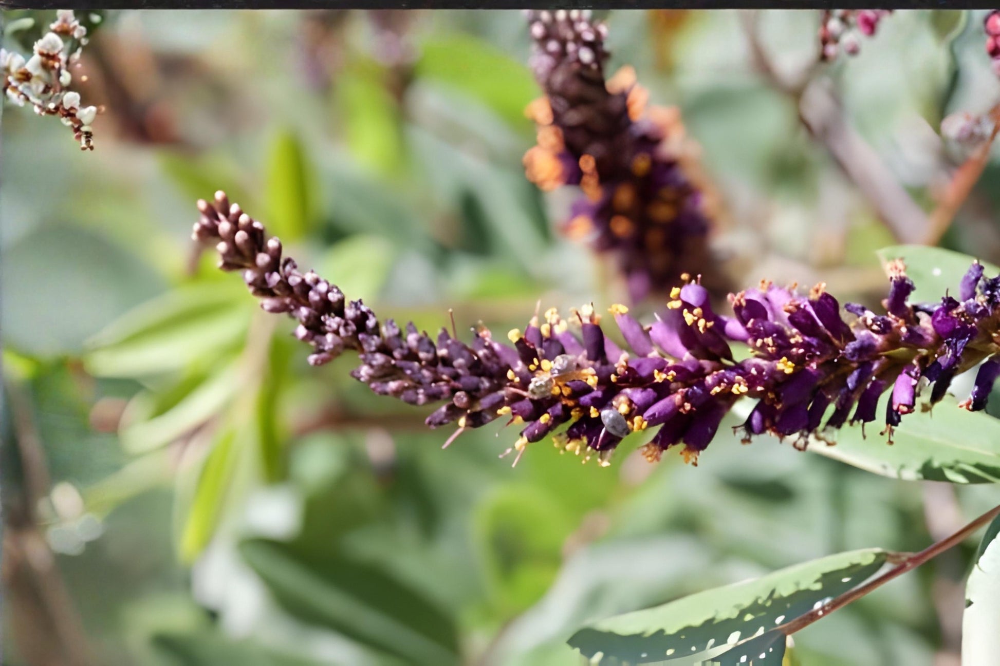 Leadplant Seeds - 40 Pack - Amorpha canescens - Hardy Native Shrub for Xeriscaping & Pollinator Gardens