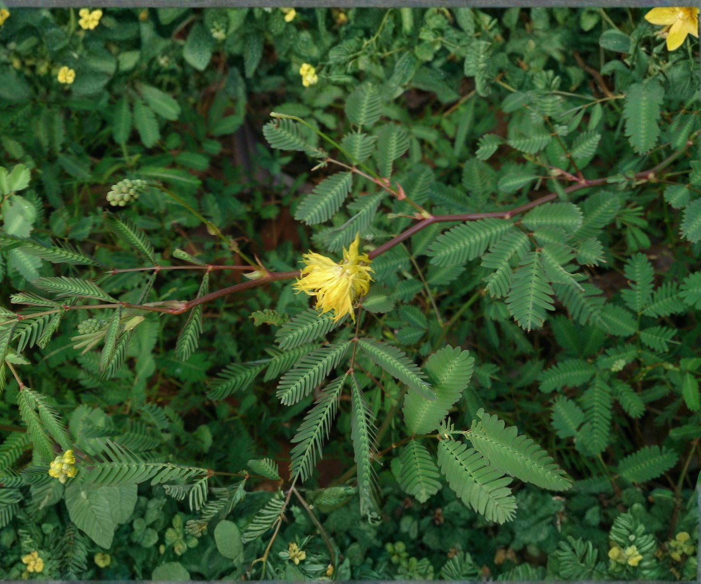 Water Mimosa Live Plant - Floating Aquatic Sensitive Plant with Yellow Flowers - Neptunia Oleracea - Perfect for Ponds & Water Gardens