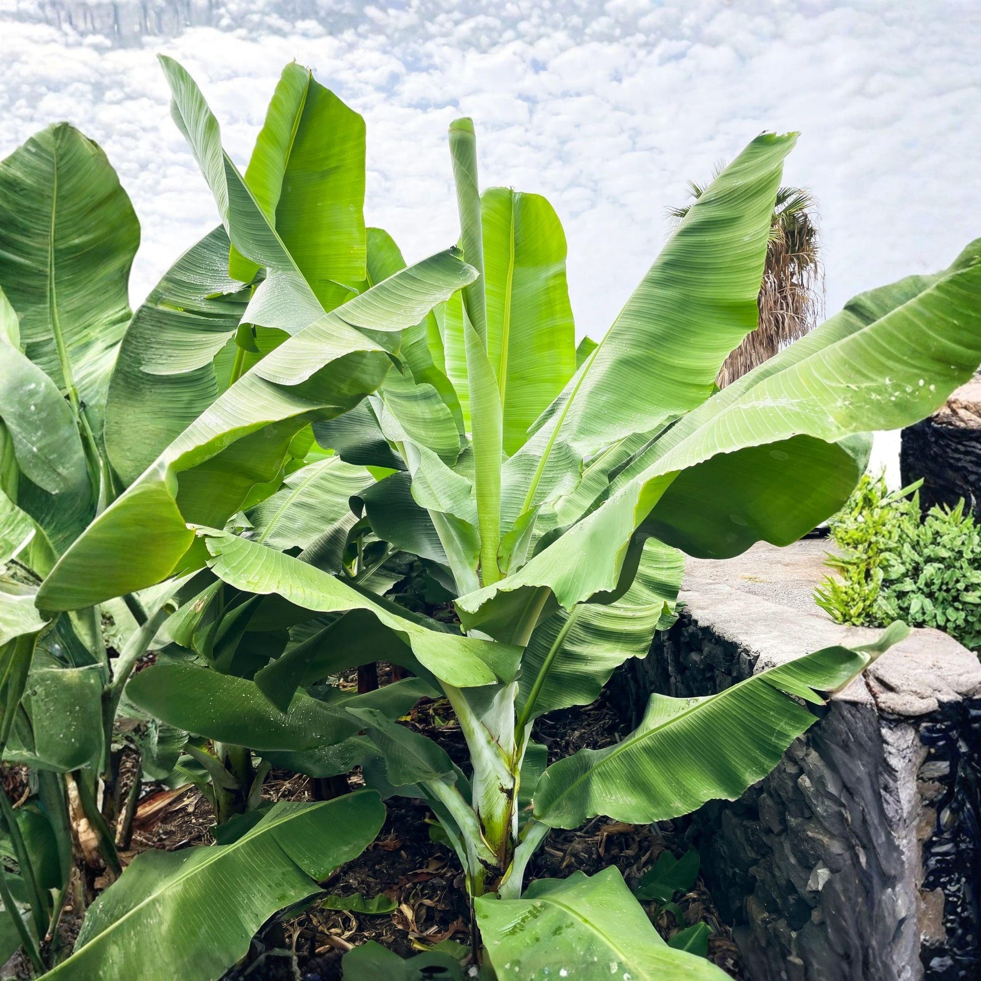Grand Nain Banana Starter Plant 4-10 Inches - Musa - Rooted Live Plant for Garden or Container