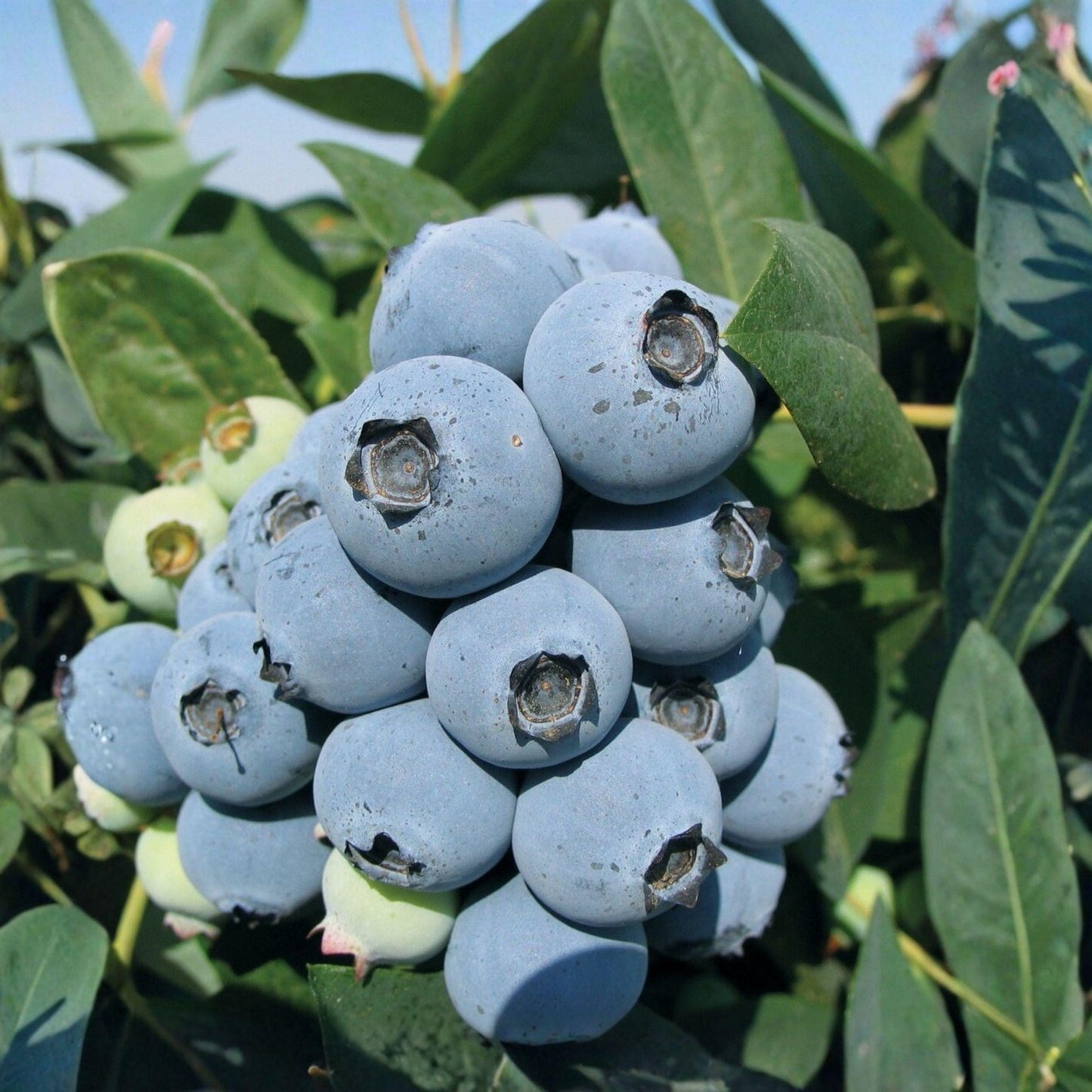 Jewel Blueberry Starter Plants 6-8 Inches, 2 Live Rooted Plants for Garden or Container, Vaccinium Variety