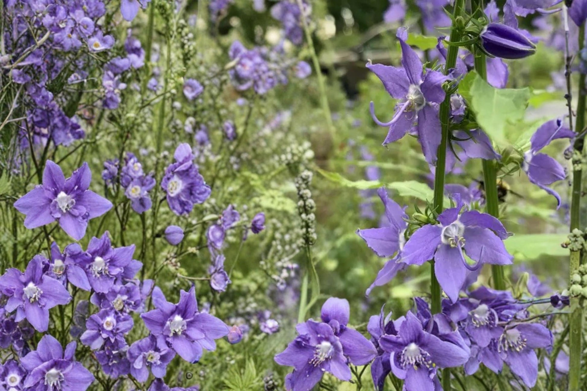 Tall Bellflower Seeds - 100 Seeds - Campanula americana - Blue Wildflower for Woodland Gardens & Pollinator Attraction
