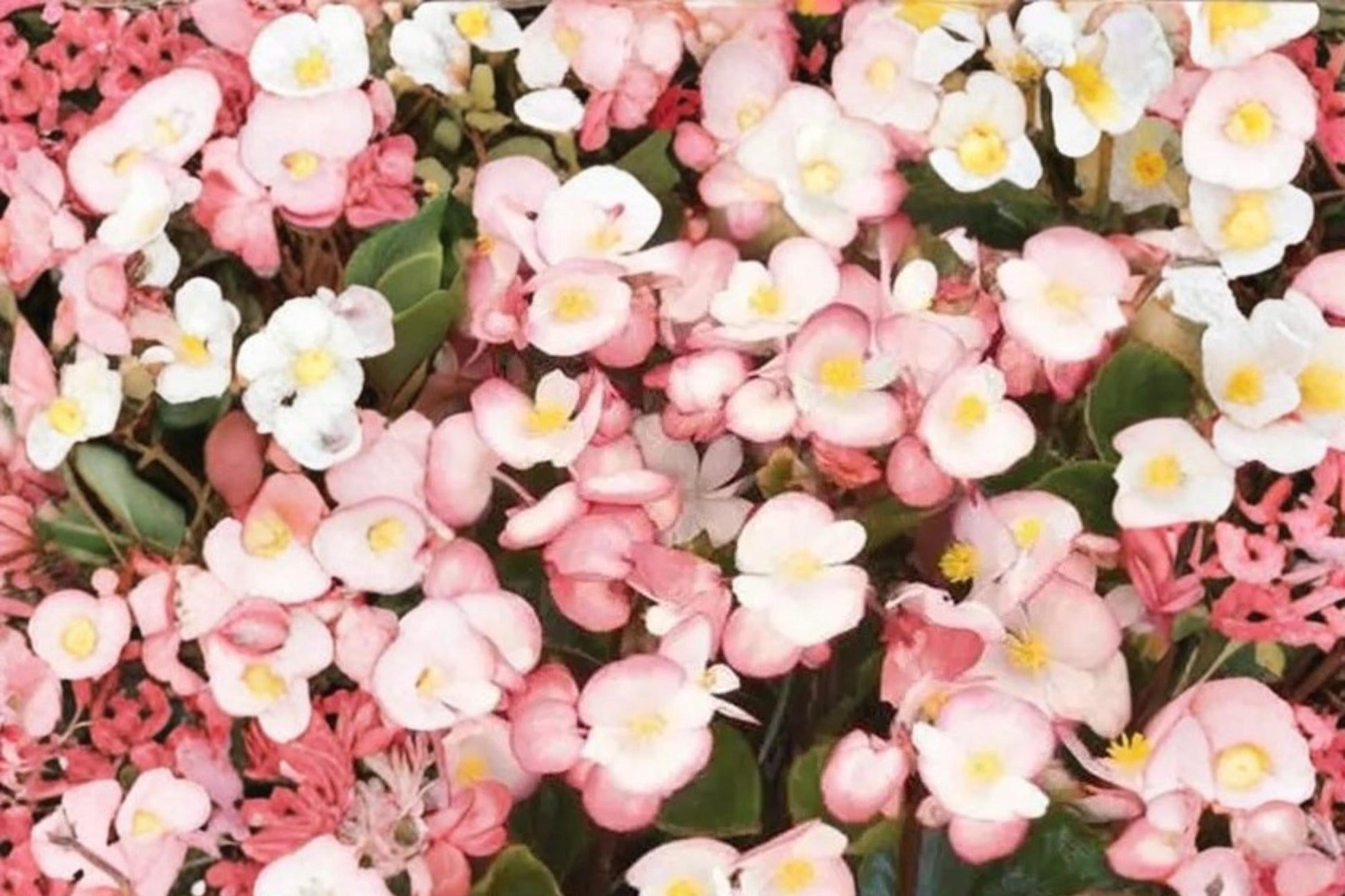 Rum Begonia Seeds - 10 Pelleted Seeds, White & Red Edge Flowers, Compact Growth, Begonia semperflorens, Annual Flowering Plant