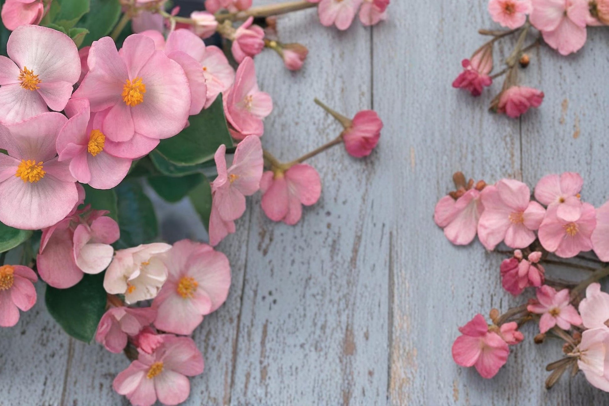 Light Pink Begonia Seeds 10 Pelleted - Begonia semperflorens 'Brandy' - Compact Annual Flowering Plant for Gardens & Containers