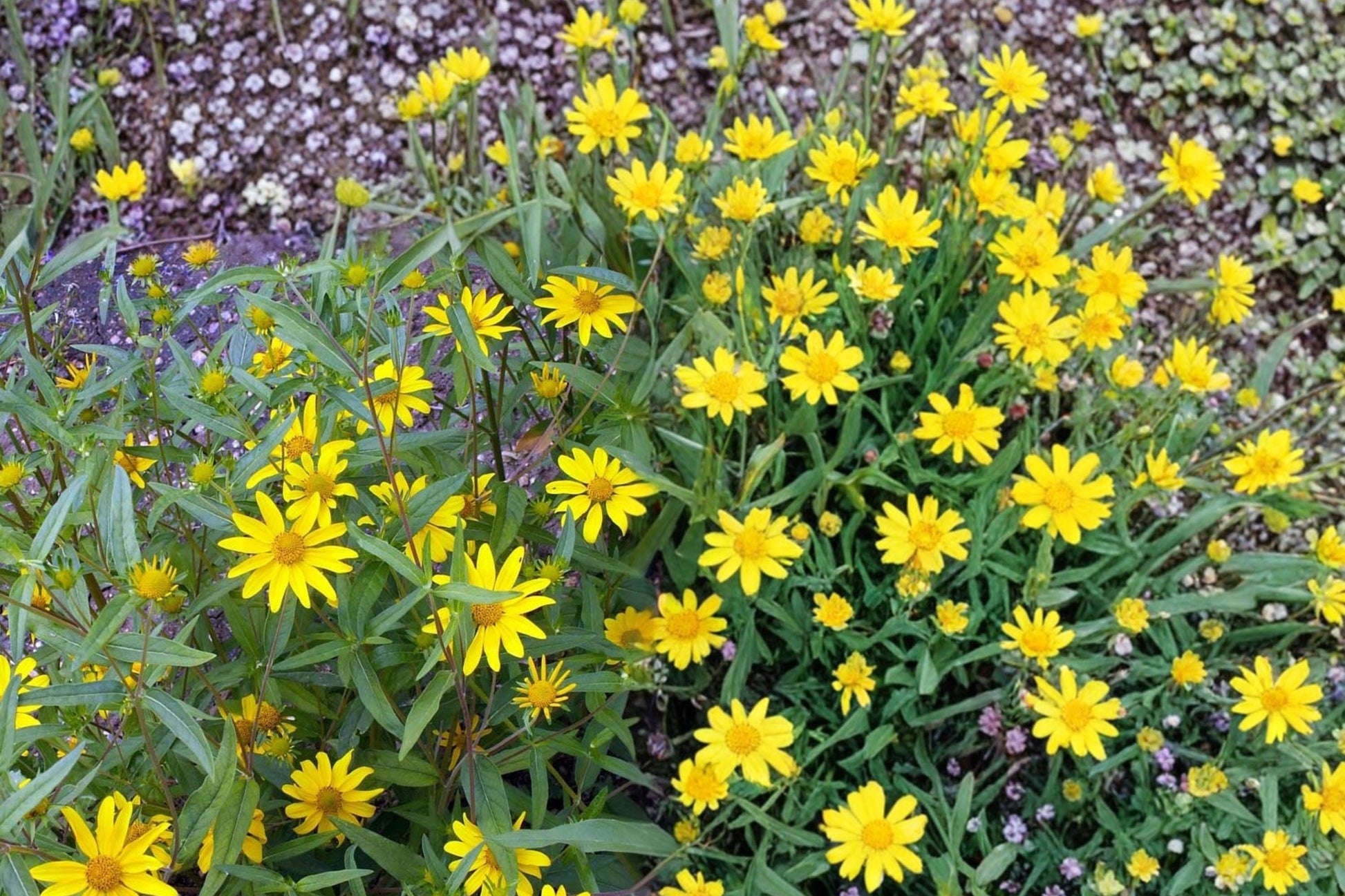 Showy Goldeneye Seeds - 100 Seeds - Heliomeris multiflora - Yellow Daisy Flower for Pollinator Gardens and Wildflower Meadows