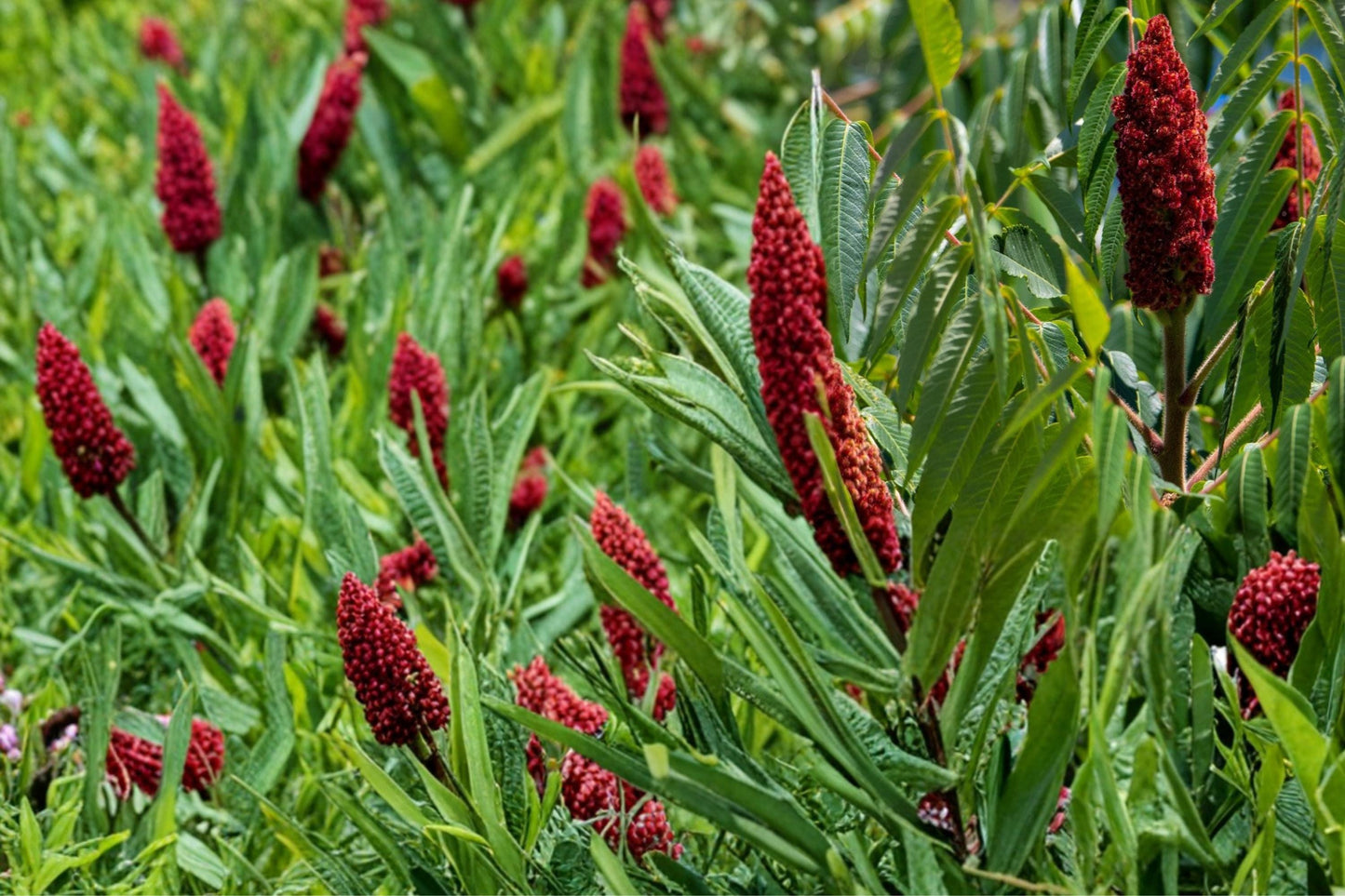 Smooth Sumac Seeds - 10 Seeds - Rhus glabra - Drought Tolerant Shrub with Red Berries for Natural Landscapes and Restoration