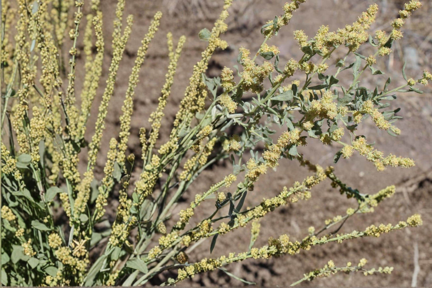 Shadscale Saltbush Seeds - 10 Seeds - Atriplex confertifolia - Drought Tolerant Desert Shrub for Arid Landscapes
