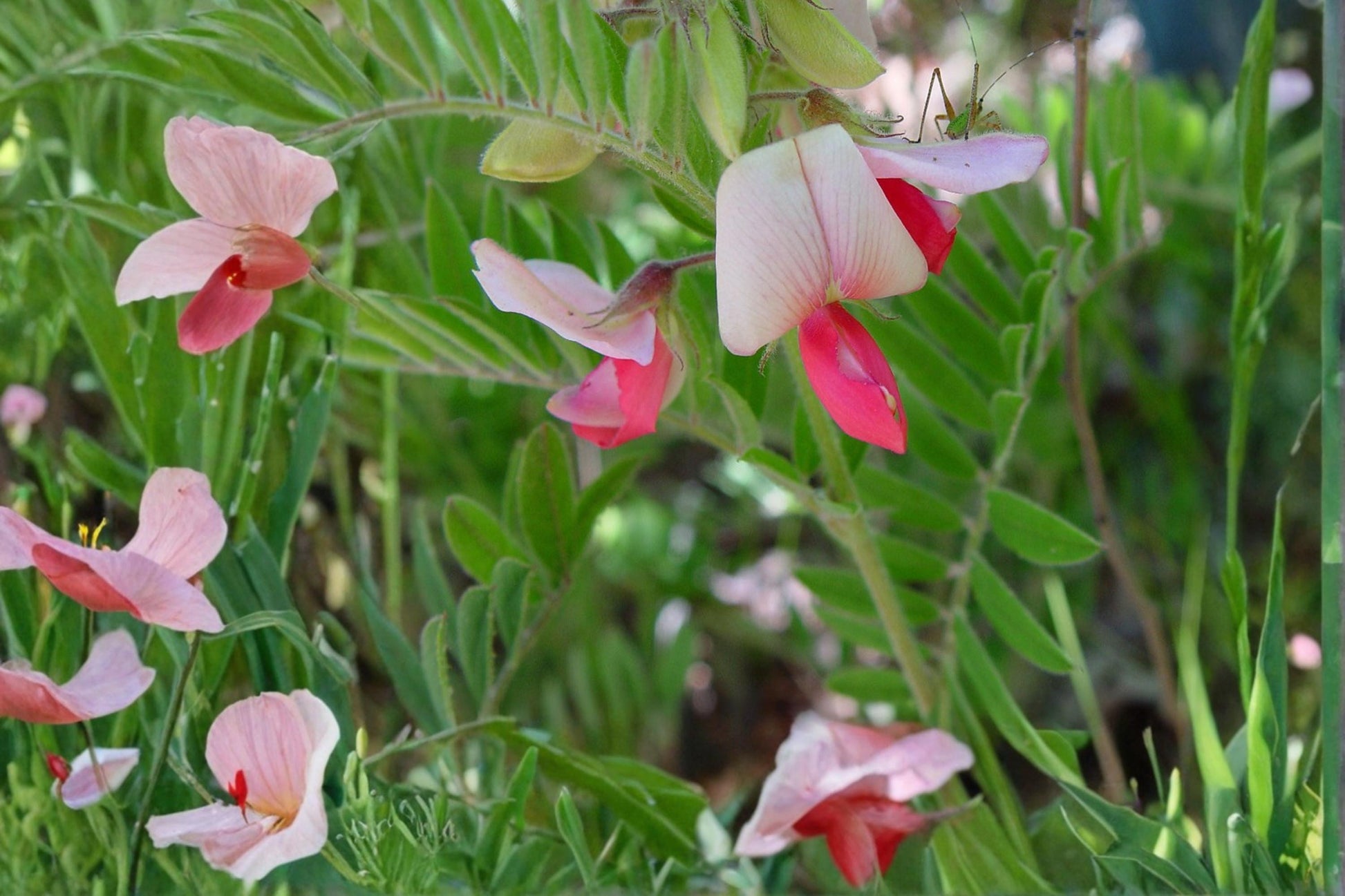 Goat's Rue Seeds - 10 Pack - Tephrosia virginiana - Native Perennial with Silvery Foliage & Pink Cream Flowers for Dry Gardens