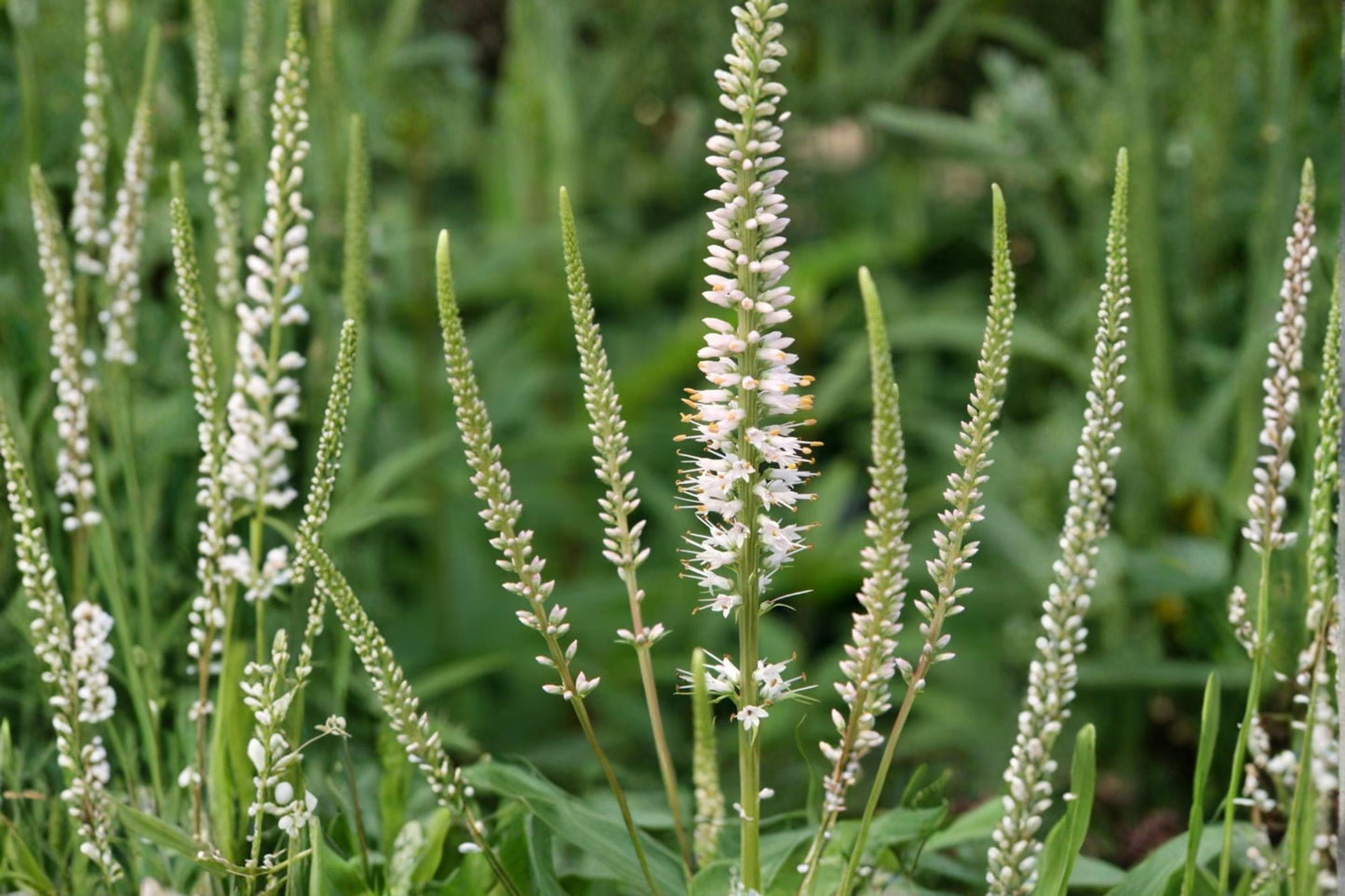 Culver's Root Seeds 500 – Veronicastrum virginicum – White to Pale Lavender Flower Spikes – Native Herbaceous Perennial
