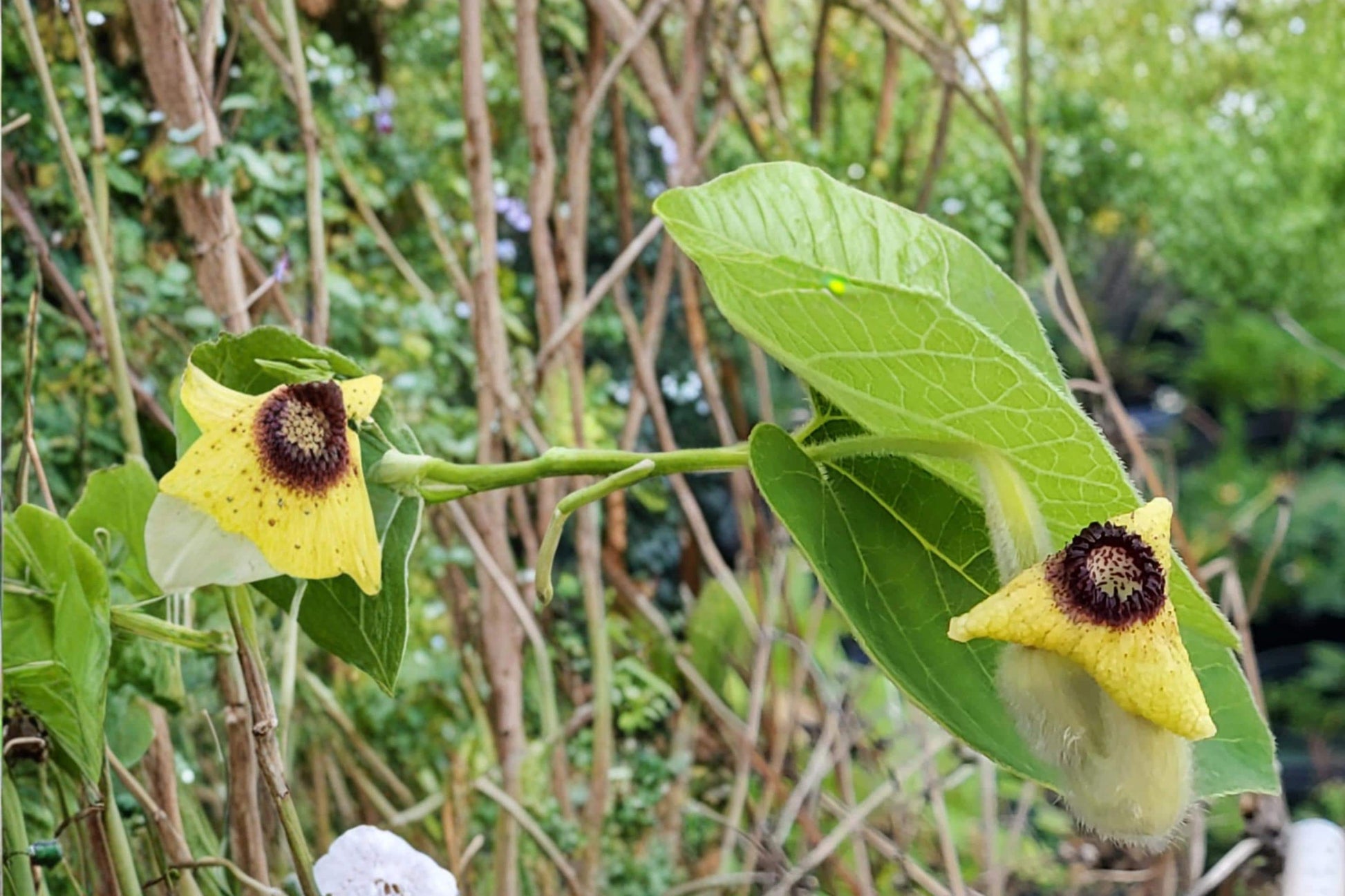 Woolly Dutchman's Pipevine Seeds - 10 Seeds Aristolochia tomentosa - Deciduous Climbing Vine with Unique Flowers and Large Leaves