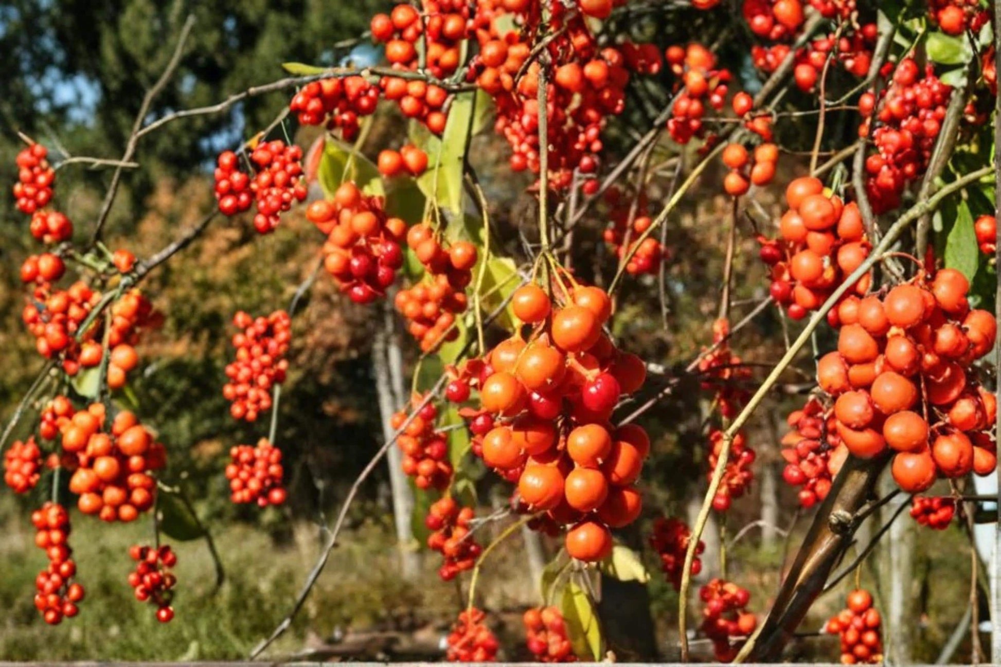 American Bittersweet Seeds 30 Count - Celastrus scandens - Deciduous Climbing Vine with Orange Fruit Capsules and Greenish Flowers